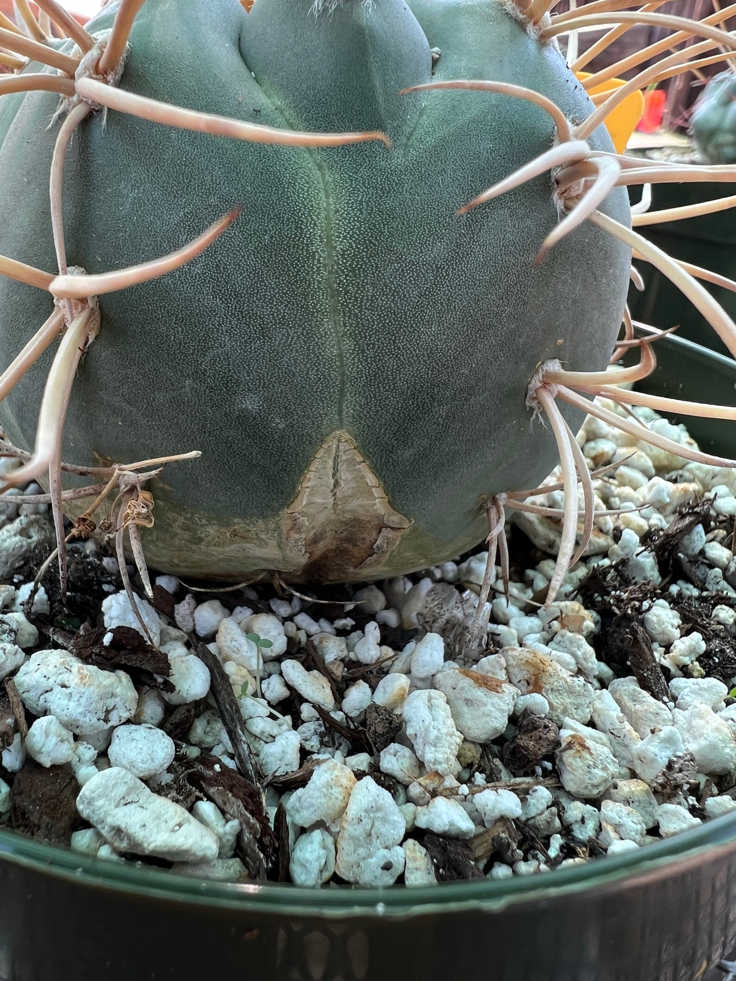 Gymnocalycium cardesianum cactus in 6 inch pot very spiny and nice, has a little growth mark