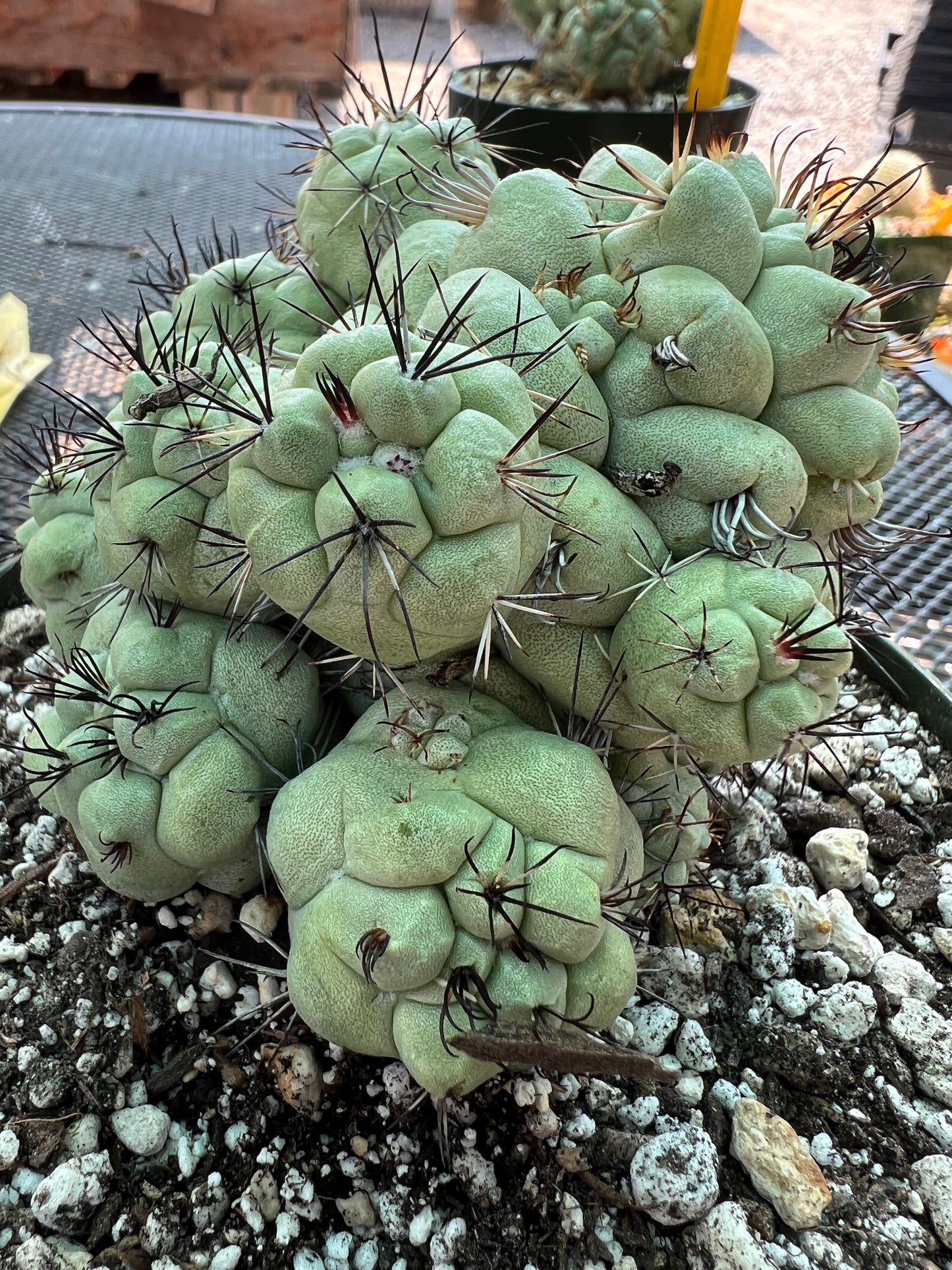 Ortegocactus macdougalii specimen cactus in 6 inch pot #1