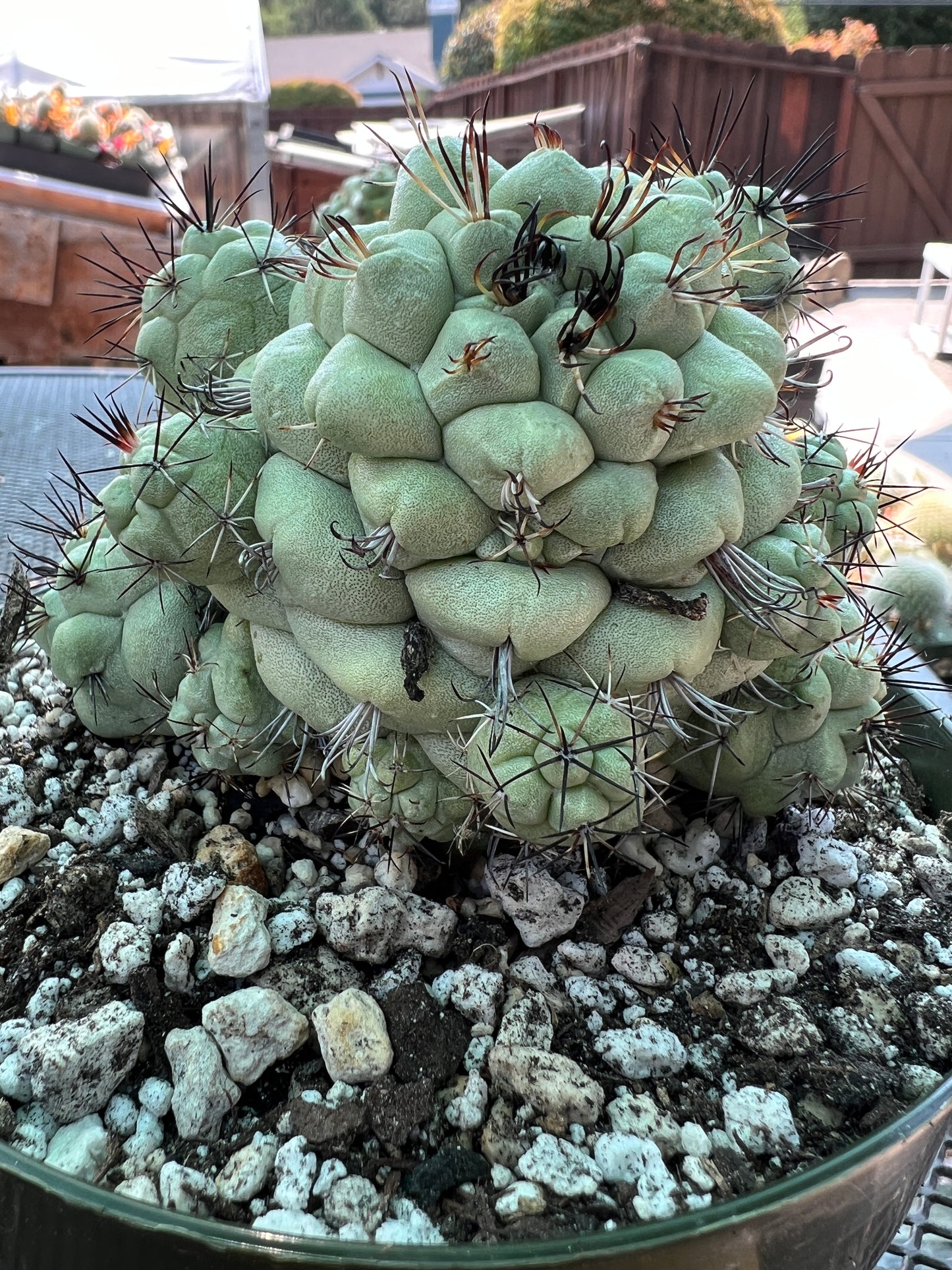 Ortegocactus macdougalii specimen cactus in 6 inch pot #1