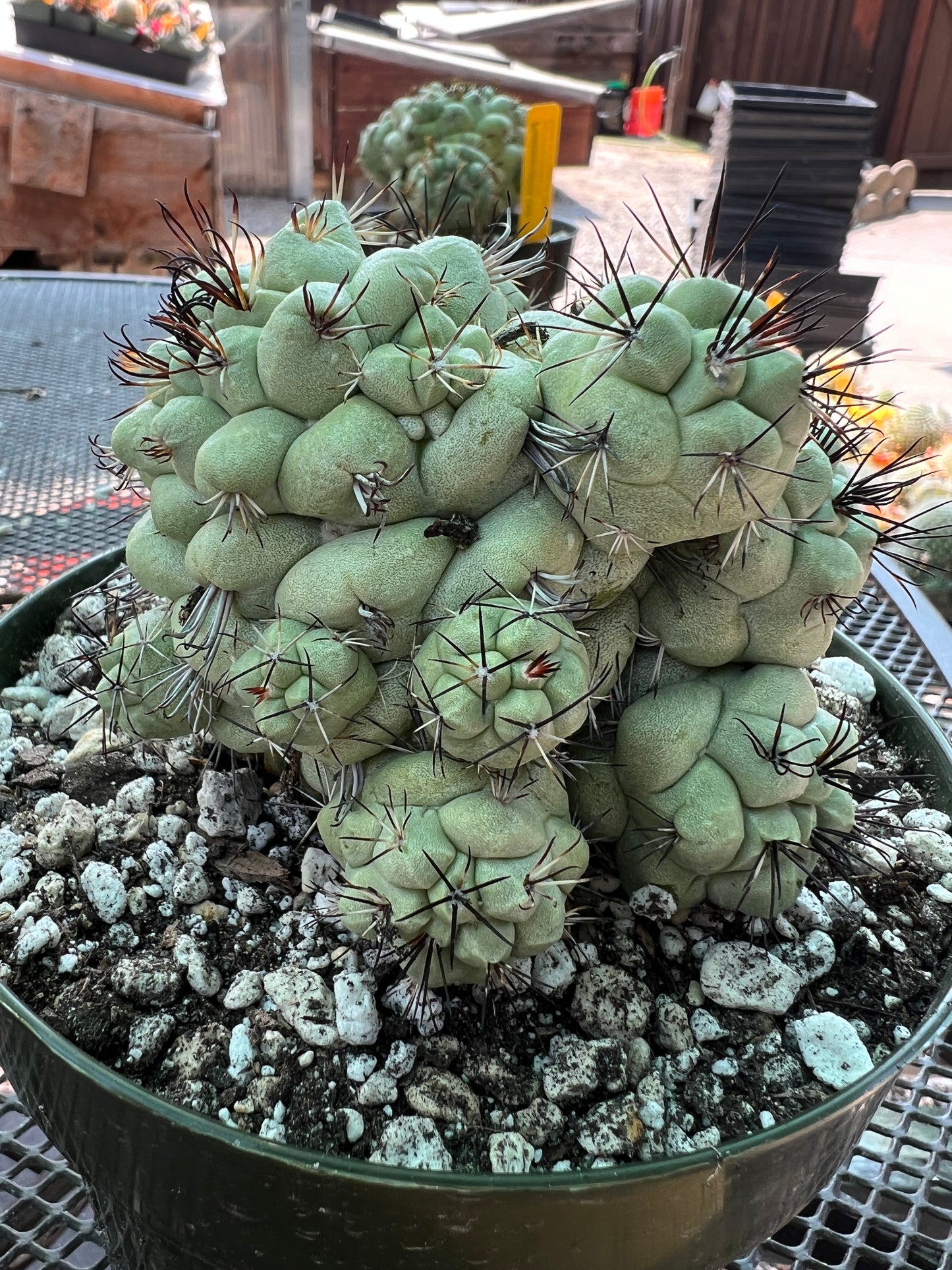 Ortegocactus macdougalii specimen cactus in 6 inch pot #1