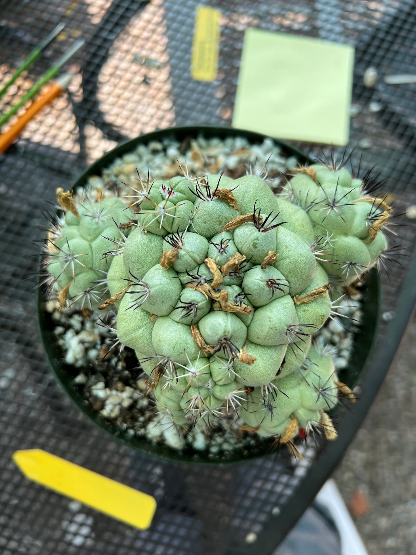 Ortegocactus macdougalii cactus in 6 inch pot specimen #2