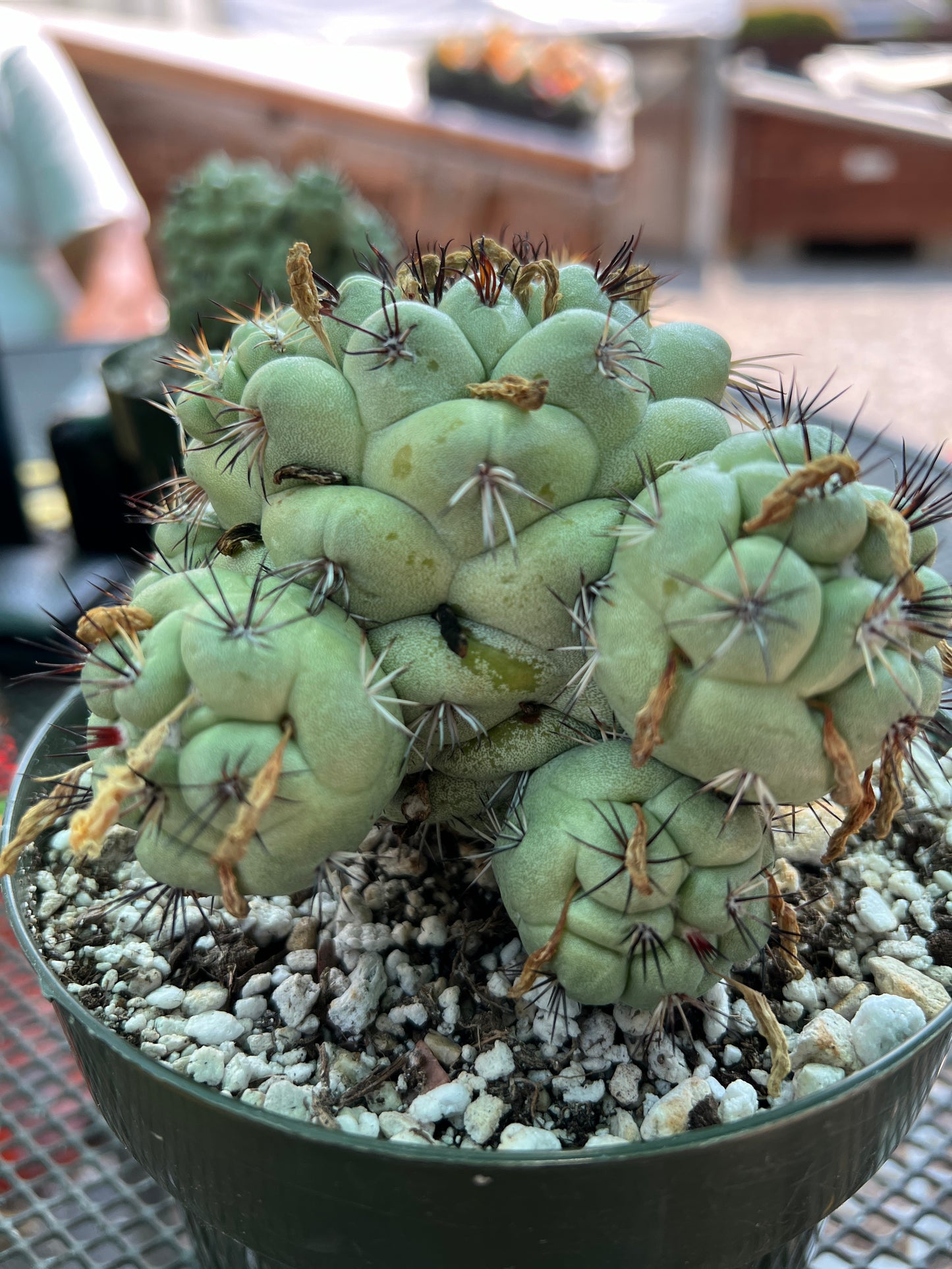 Ortegocactus macdougalii cactus in 6 inch pot specimen #2