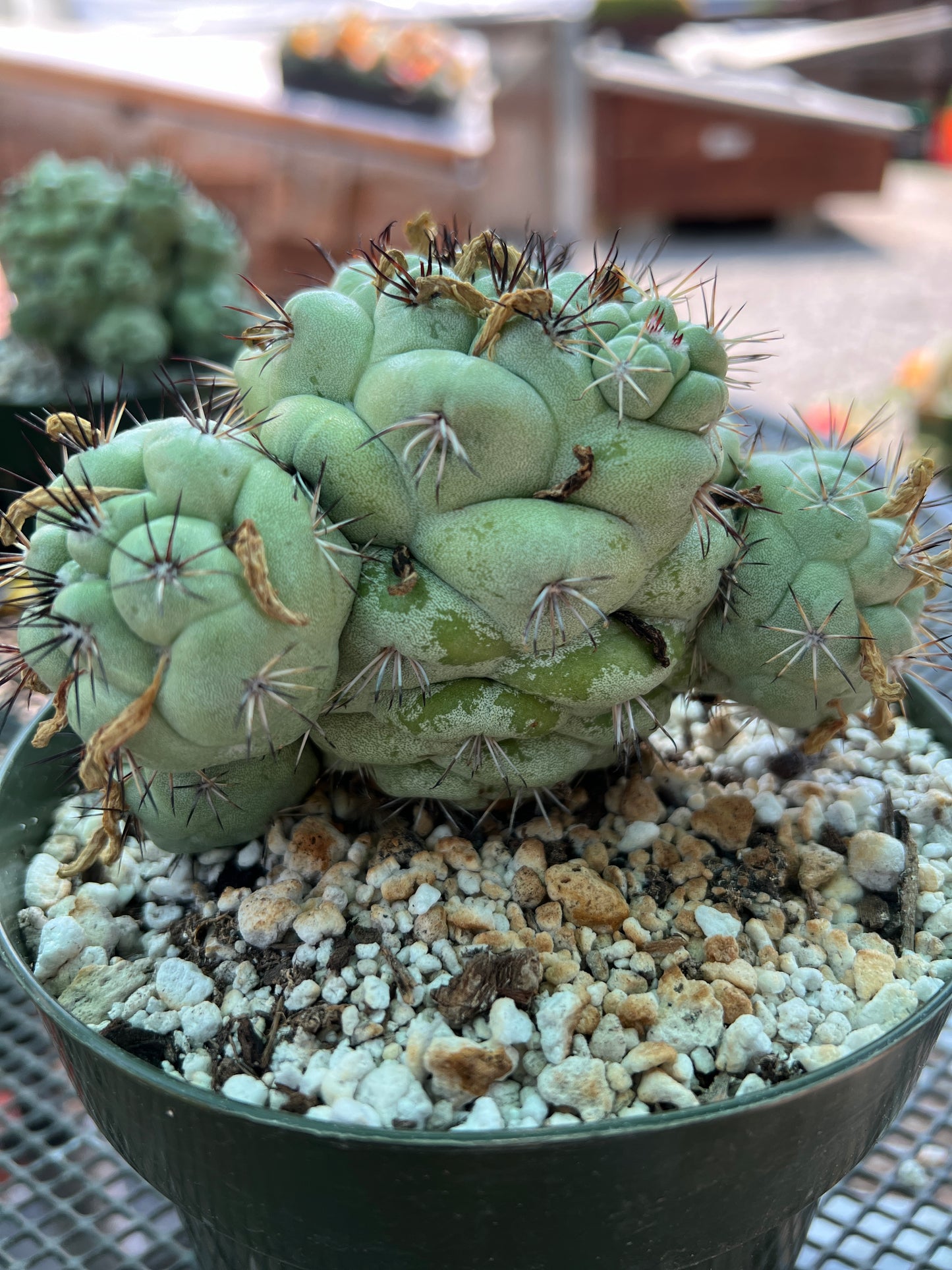 Ortegocactus macdougalii cactus in 6 inch pot specimen #2