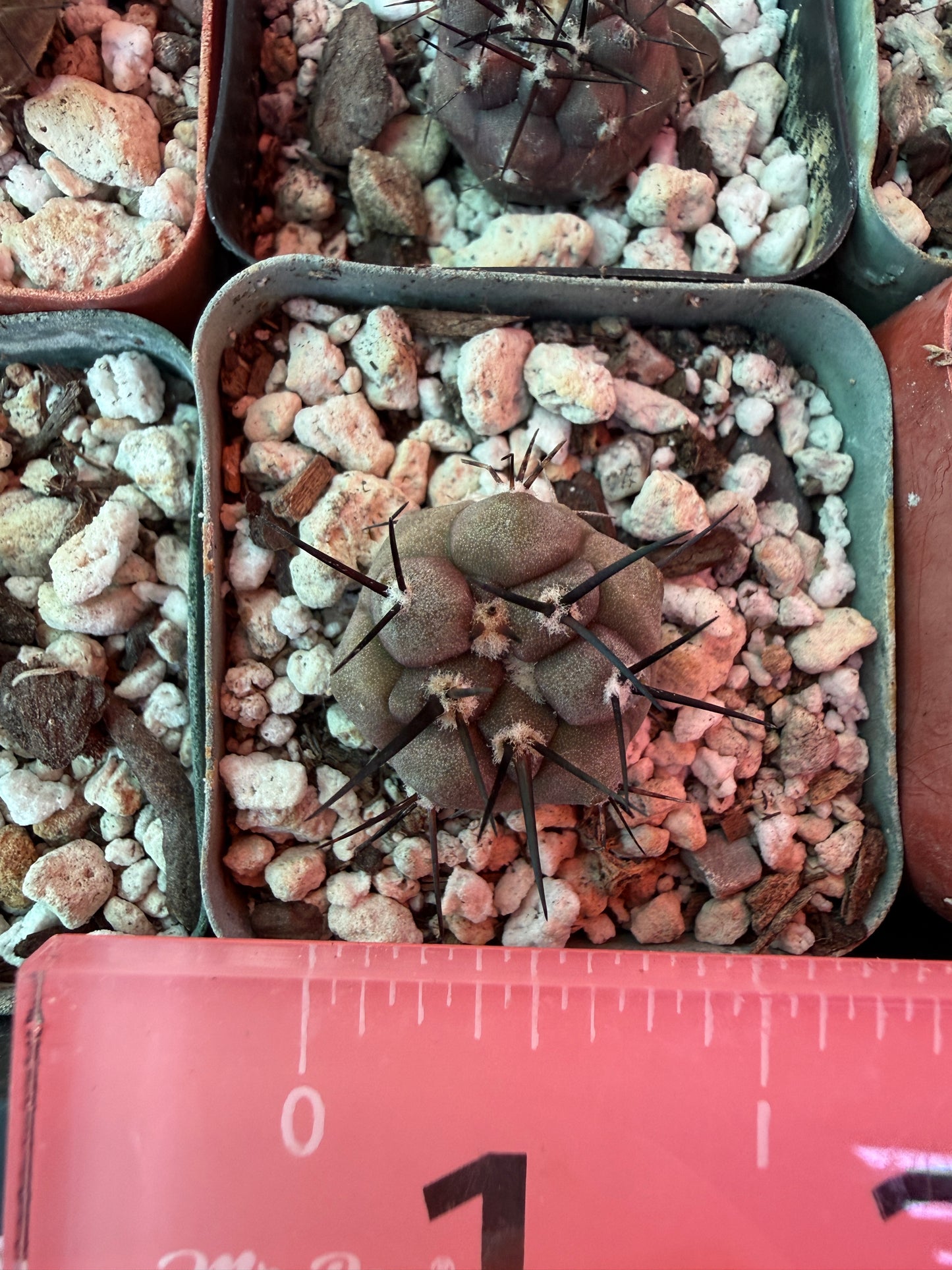 Copiapoa cinerea seedlings 10 plants #1