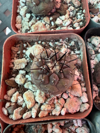Copiapoa cinerea seedlings 10 plants #1