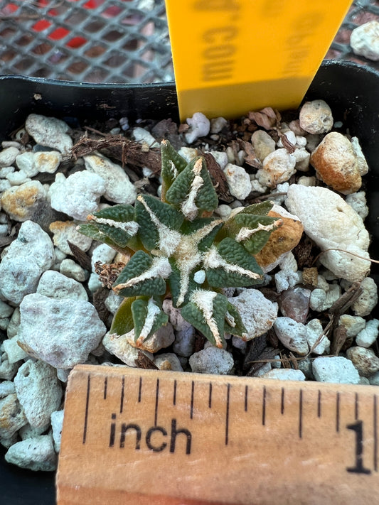 Ariocarpus kotschoubeyanus small size #2