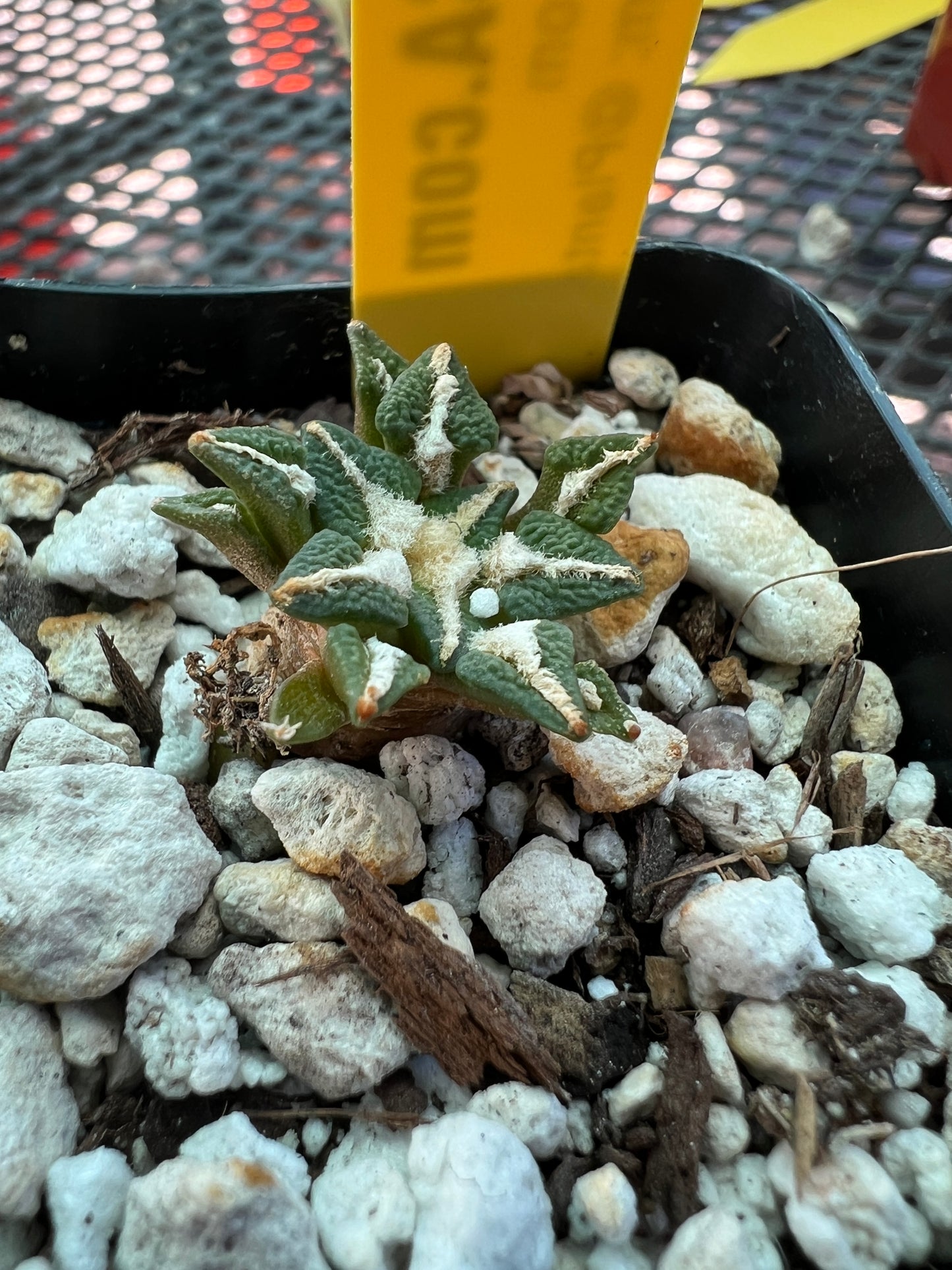 Ariocarpus kotschoubeyanus small size #2