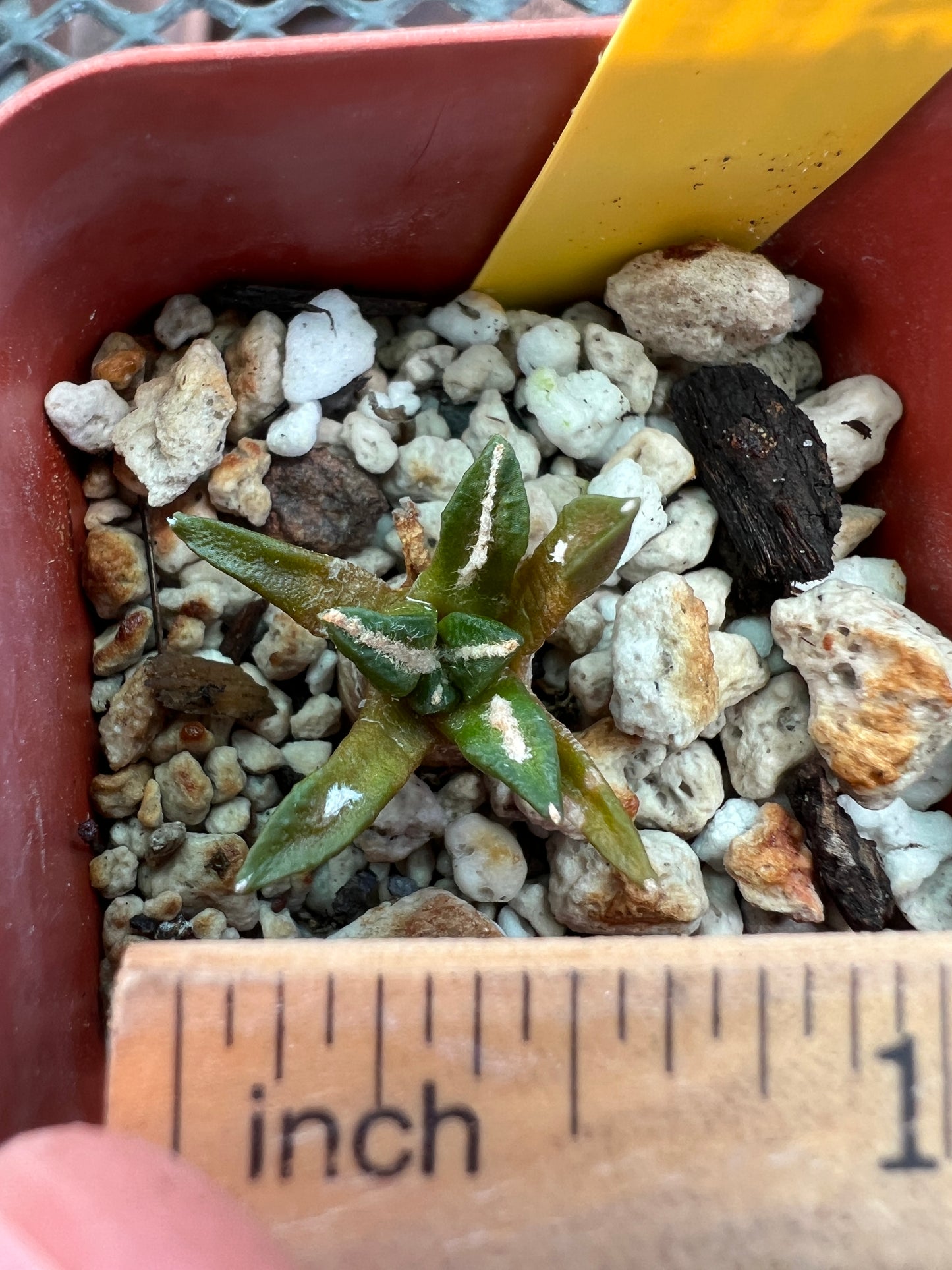 Ariocarpus kotschoubeyanus small size #3