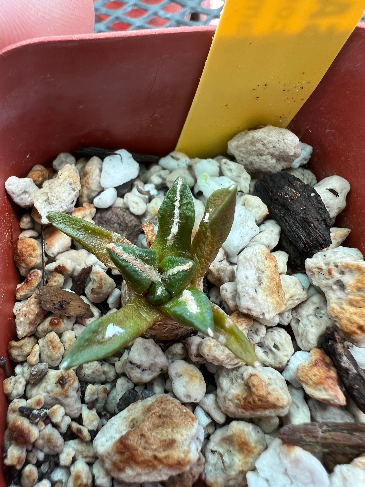 Ariocarpus kotschoubeyanus small size #3