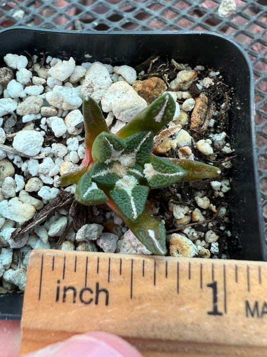 Ariocarpus kotschoubeyanus cactus 32$ size #1