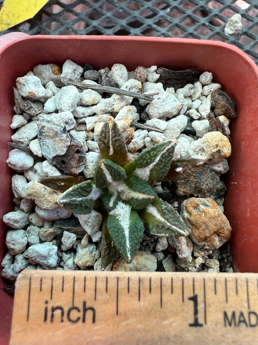 Ariocarpus kotschoubeyanus cactus 32$ size #2