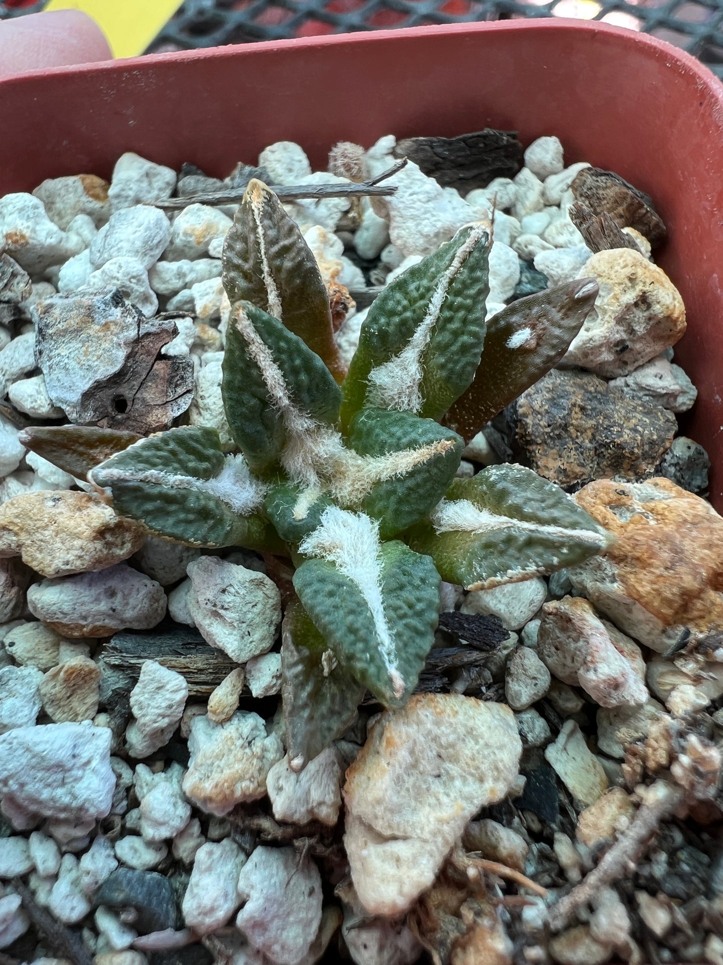 Ariocarpus kotschoubeyanus cactus 32$ size #2