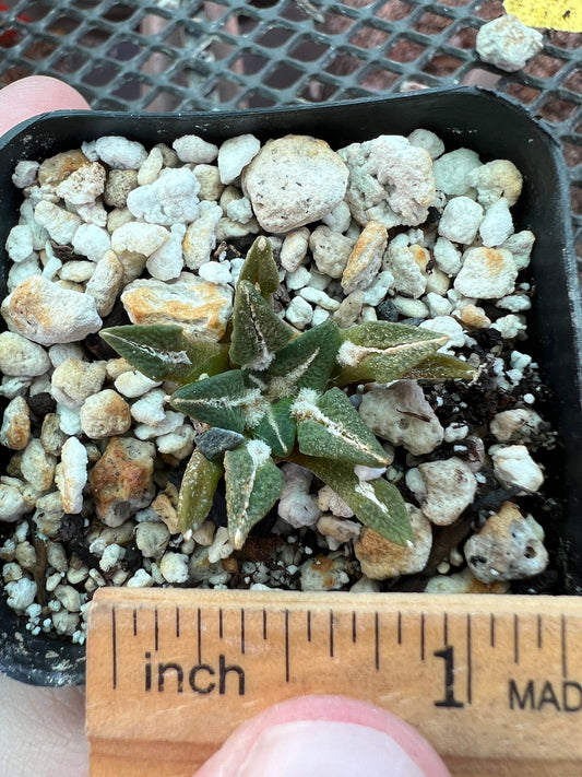 Ariocarpus kotschoubeyanus 32$ size