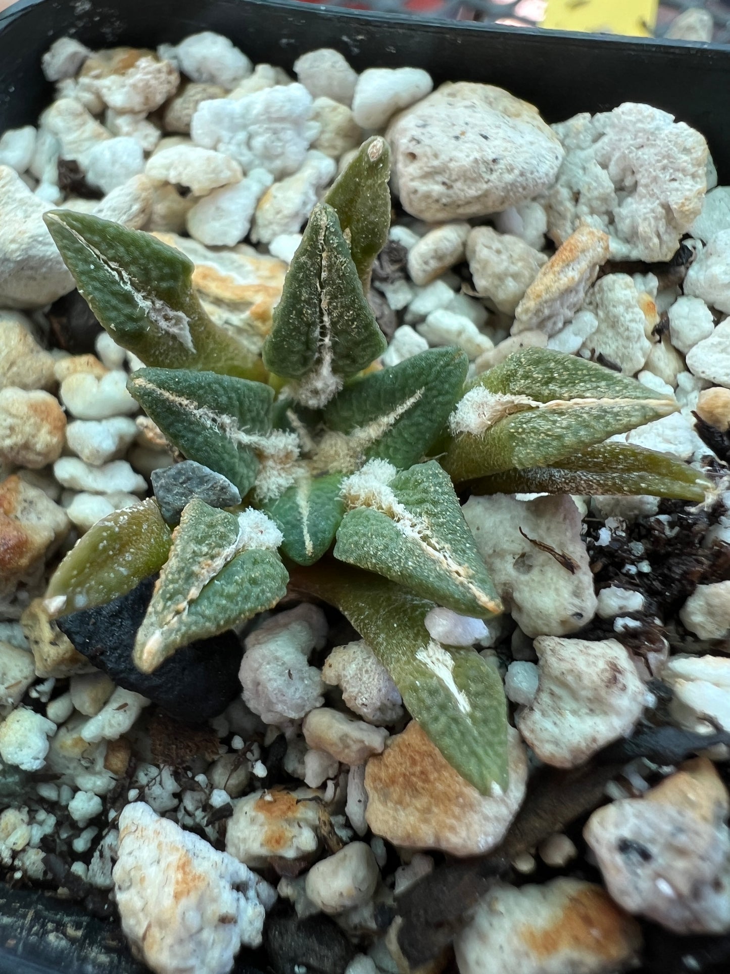 Ariocarpus kotschoubeyanus 32$ size