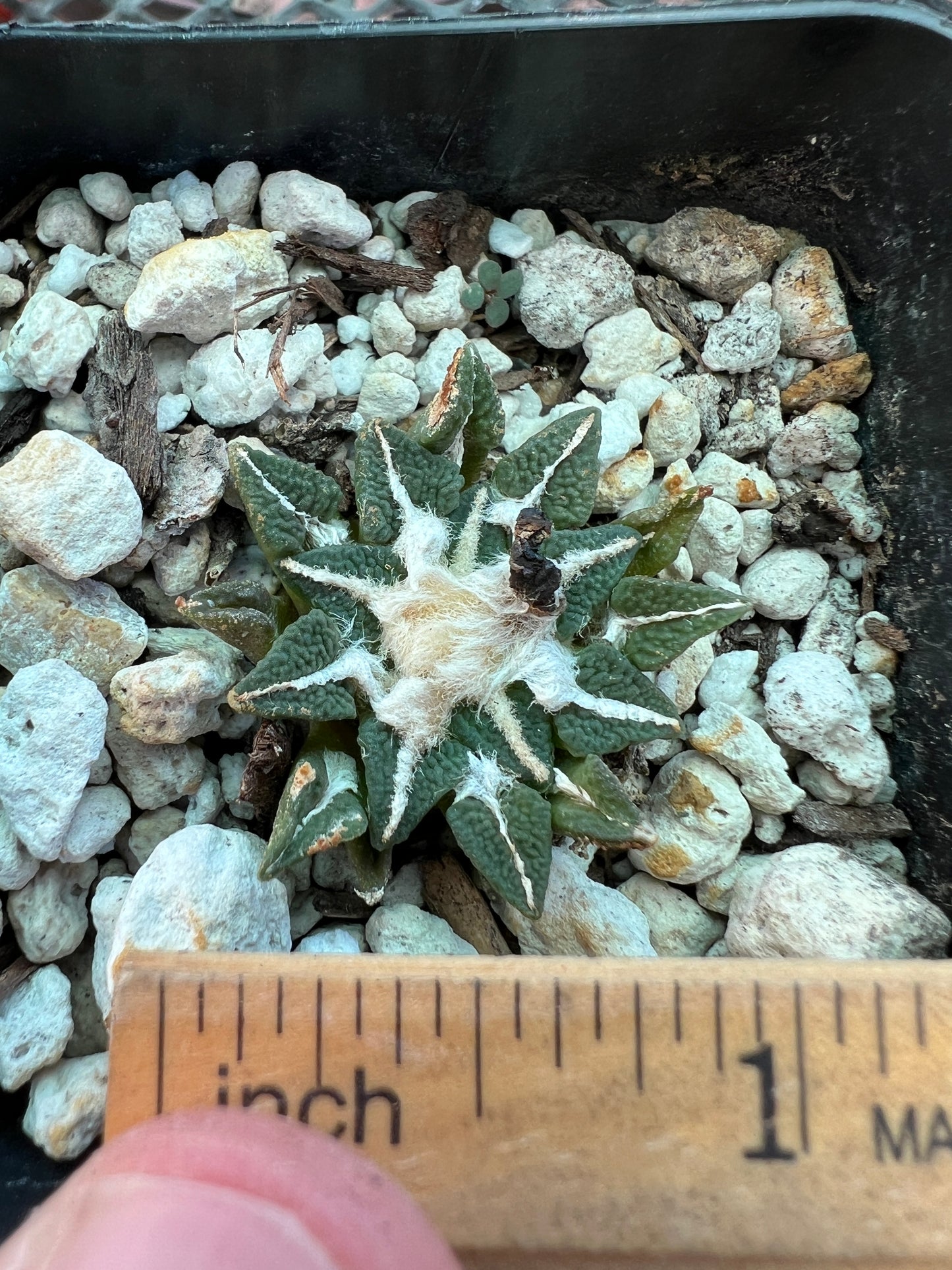 Ariocarpus kotschoubeyanus cactus 45$ size #1