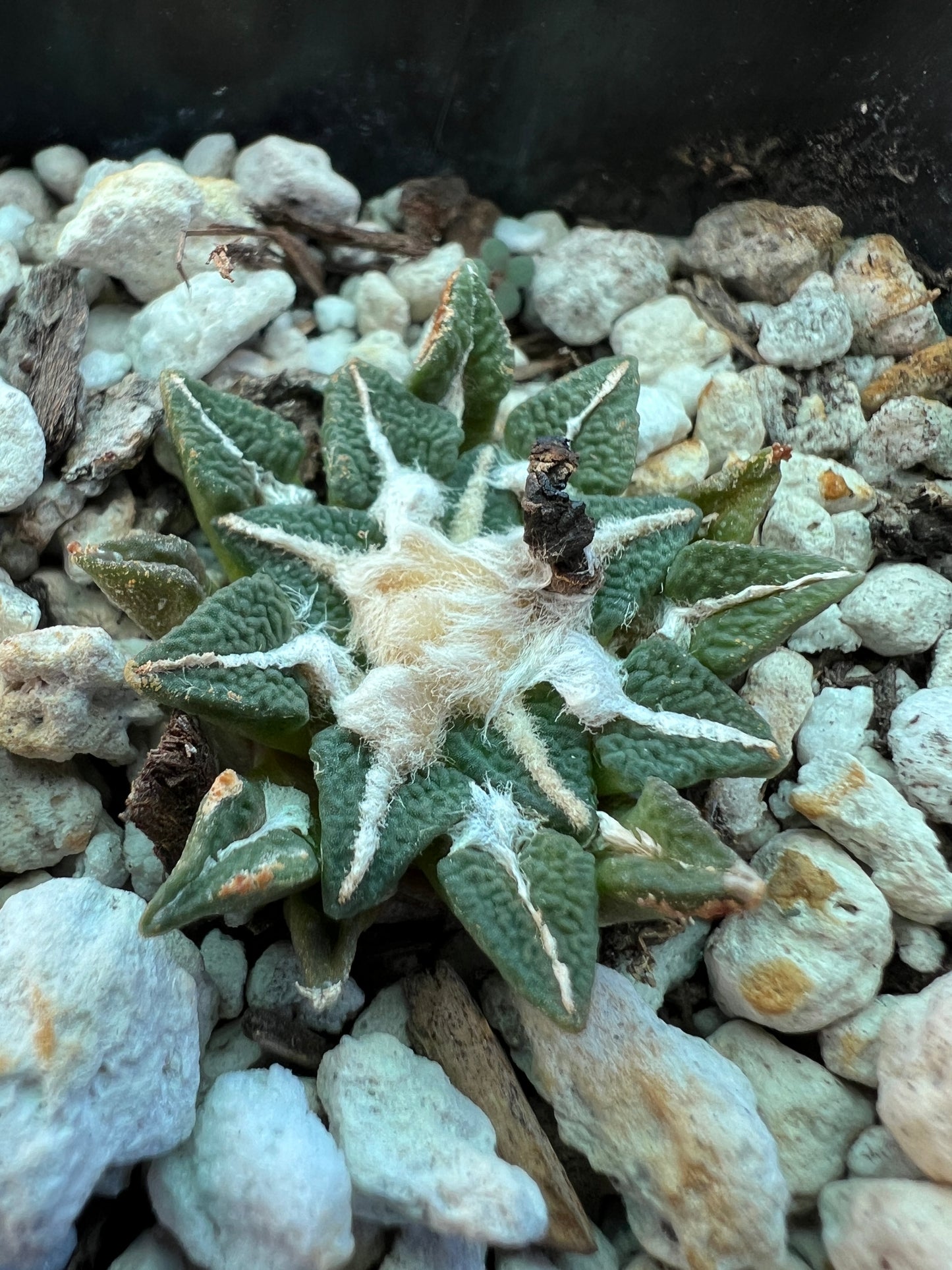 Ariocarpus kotschoubeyanus cactus 45$ size #1