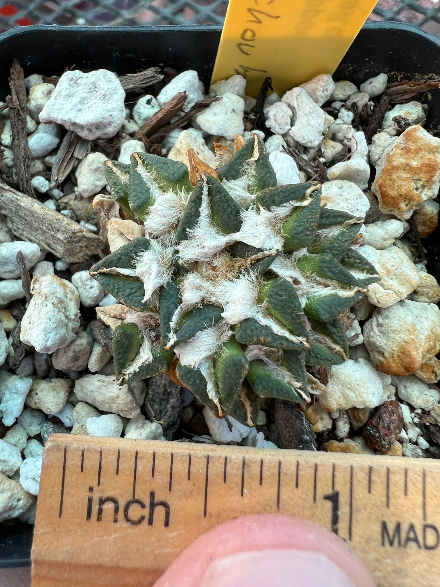 Ariocarpus kotschoubeyanus 45$ size #2