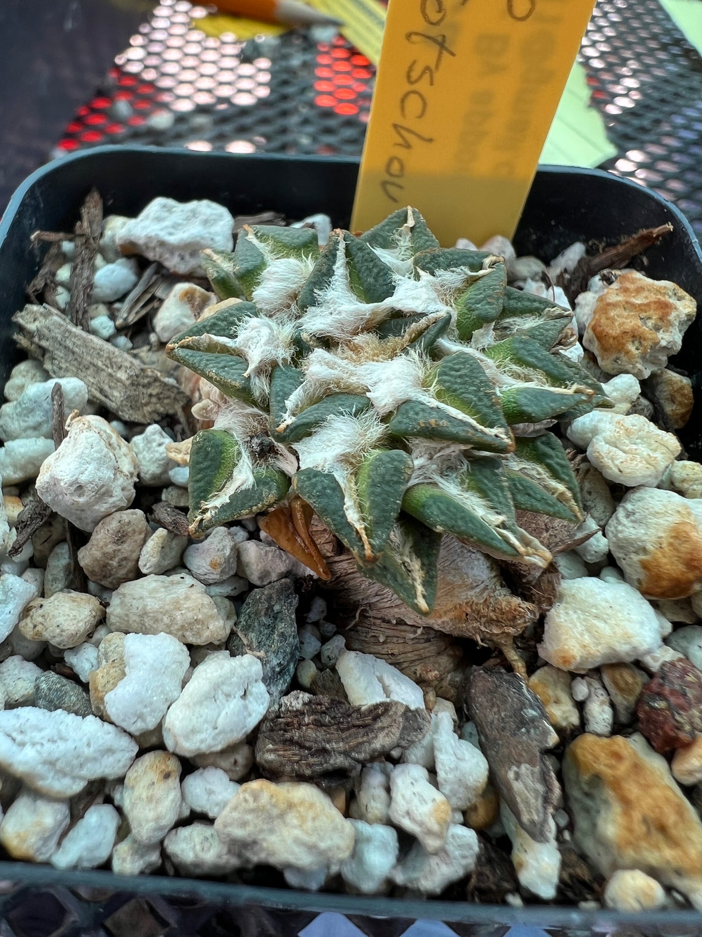 Ariocarpus kotschoubeyanus 45$ size #2