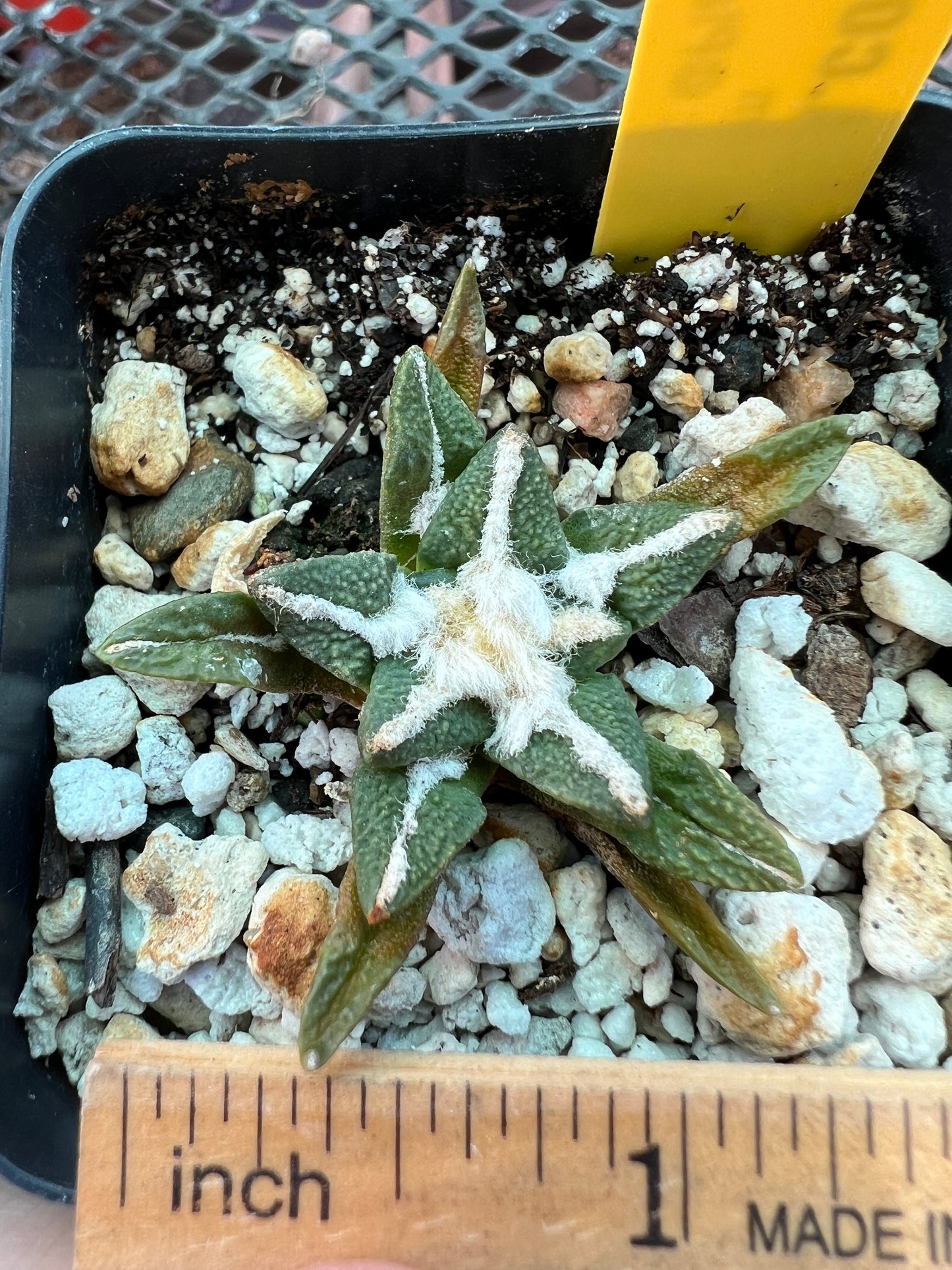 Ariocarpus kotschoubeyanus cactus 45$ size #3