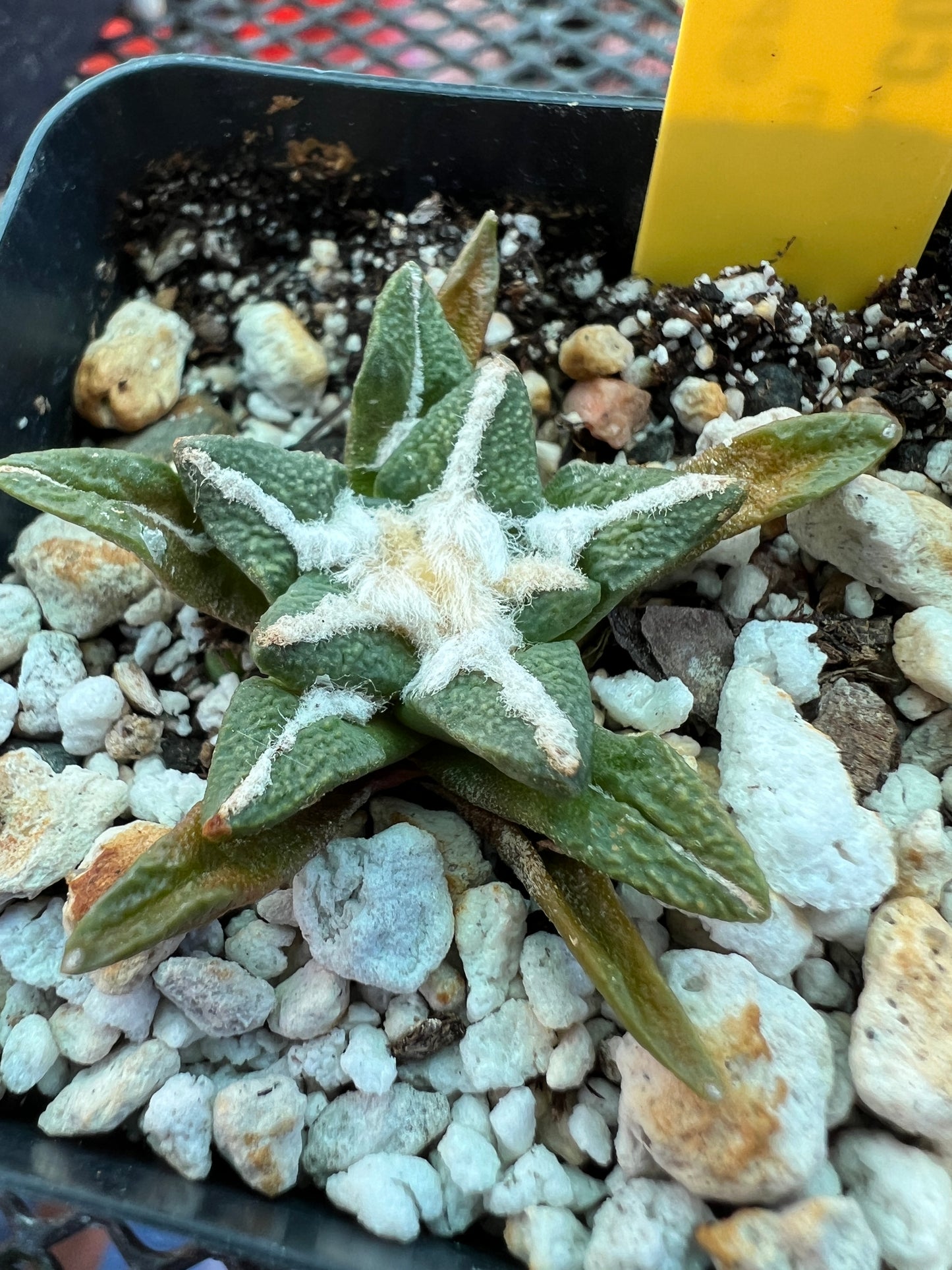 Ariocarpus kotschoubeyanus cactus 45$ size #3