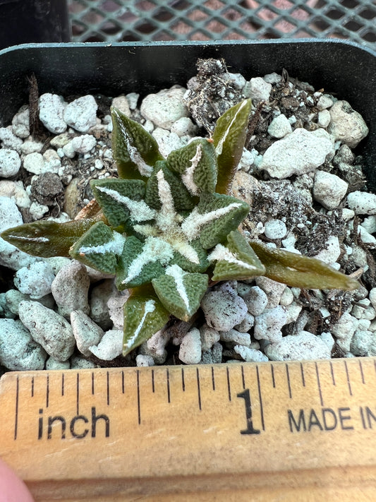 Ariocarpus kotschoubeyanus cactus 35$ size #1