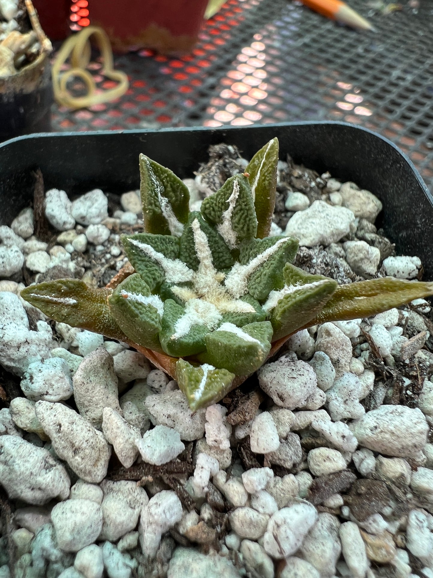 Ariocarpus kotschoubeyanus cactus 35$ size #1