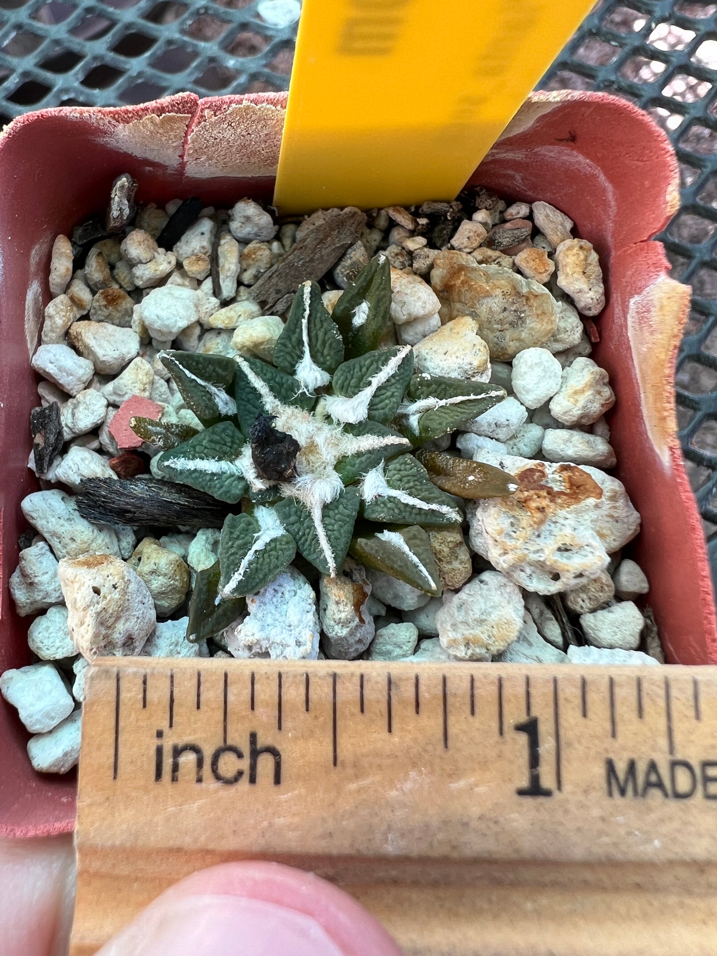 Ariocarpus kotschoubeyanus 35$ size #2