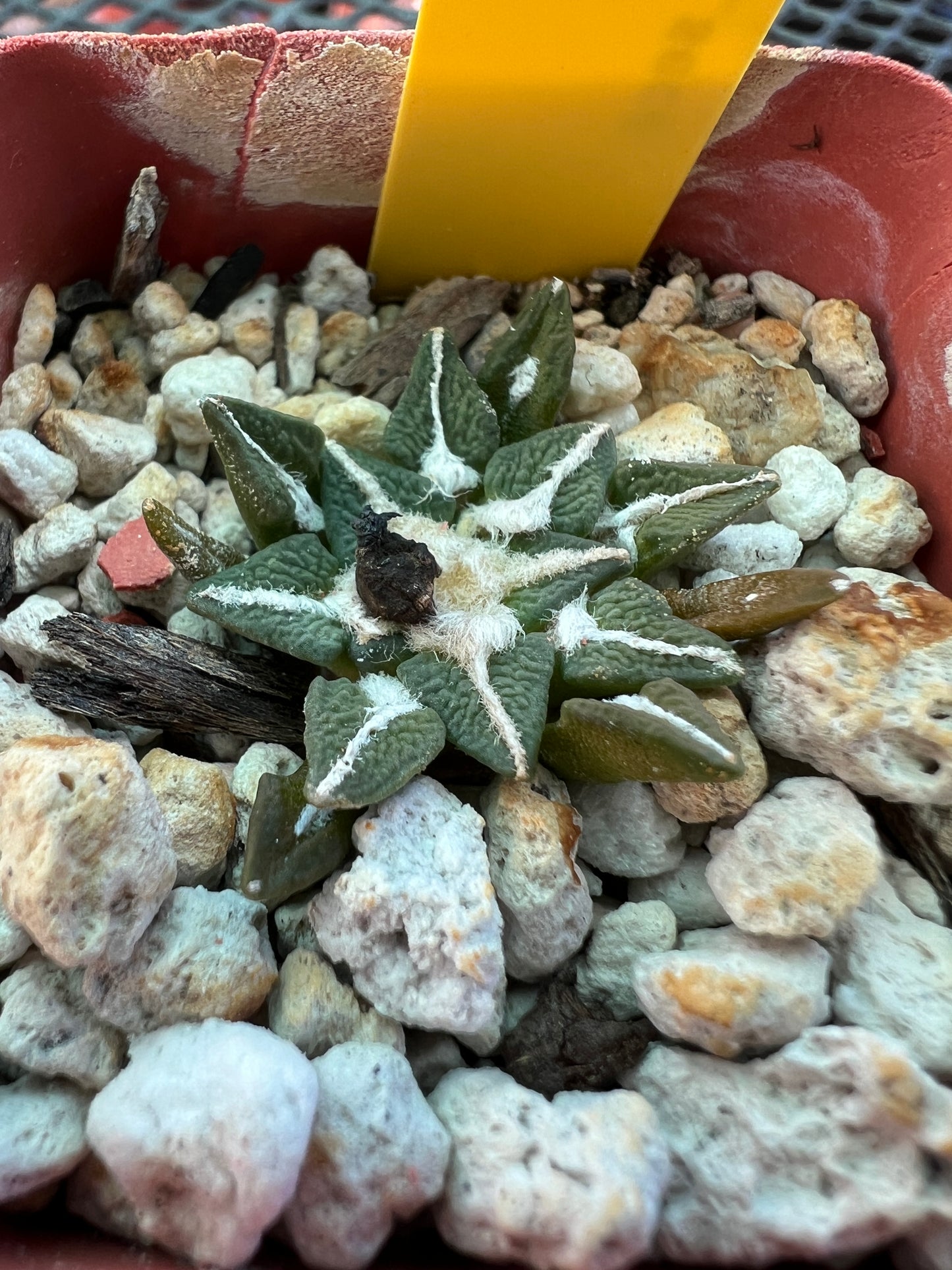 Ariocarpus kotschoubeyanus 35$ size #2