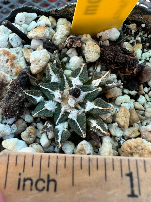 Ariocarpus kotschoubeyanus 35$ size #5