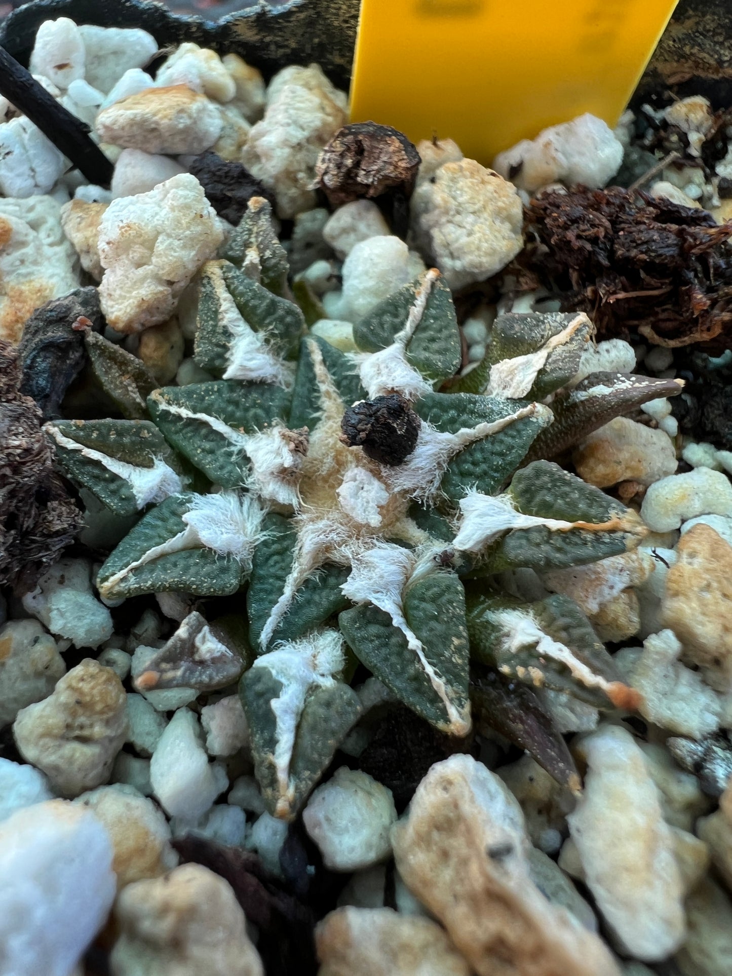 Ariocarpus kotschoubeyanus 35$ size #5