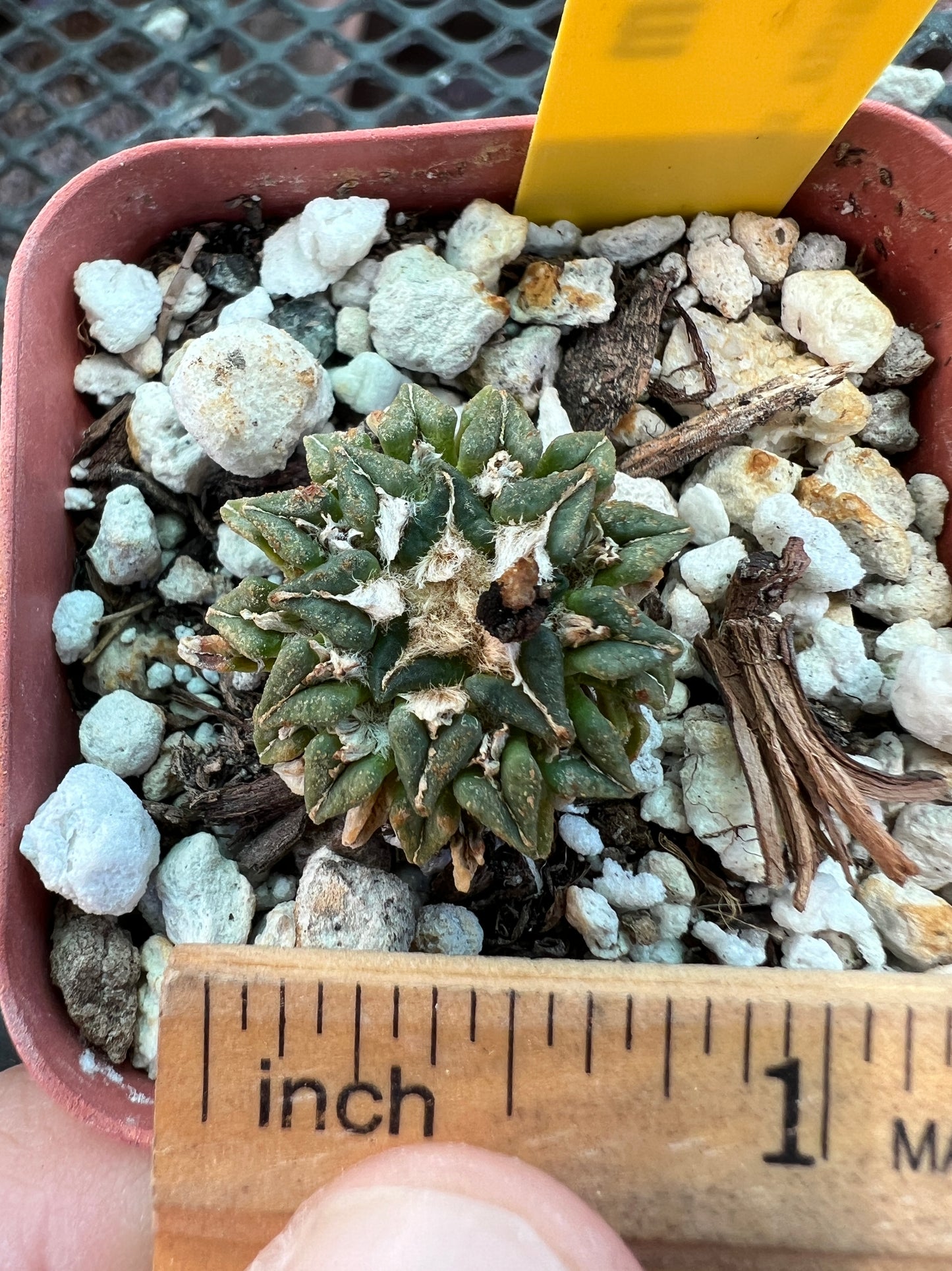 Ariocarpus kotschoubeyanus v. Macdowelii cactus 35$ size #6