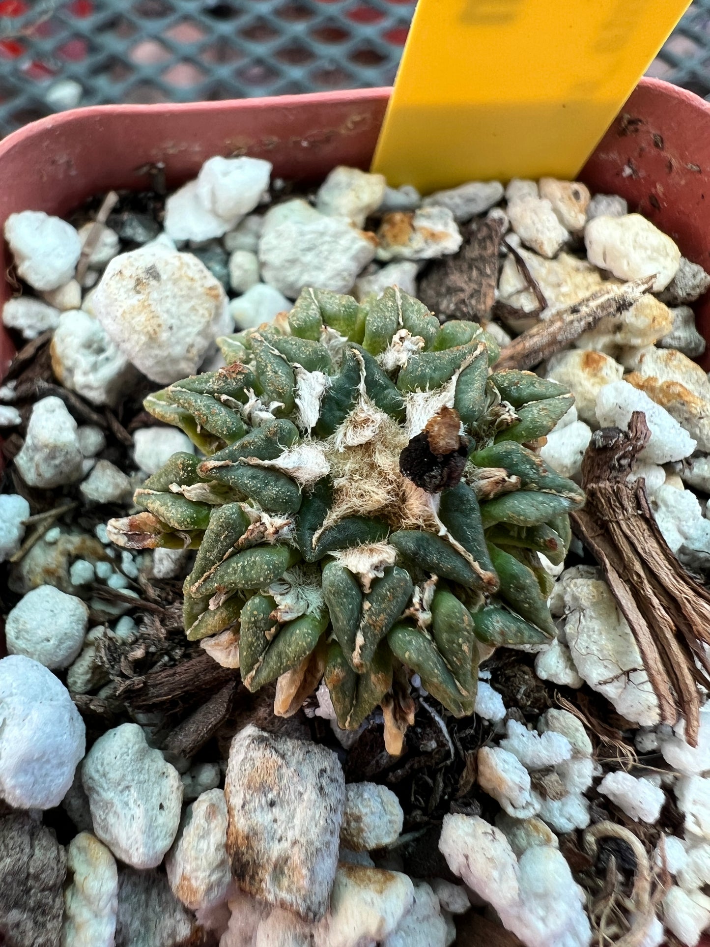 Ariocarpus kotschoubeyanus v. Macdowelii cactus 35$ size #6