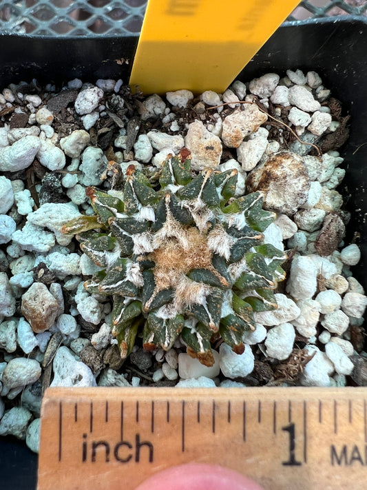 Ariocarpus kotschoubeyanus v. Macdowelii 50$ #2