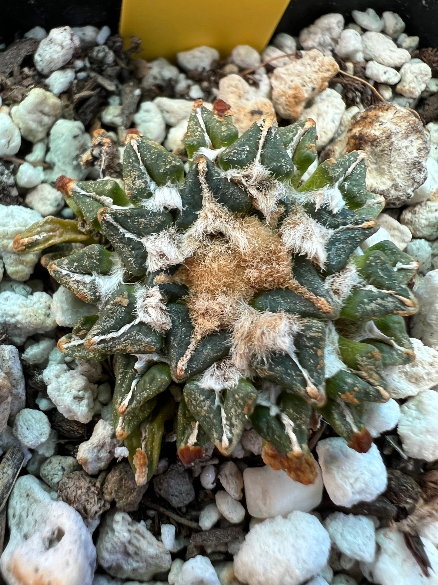 Ariocarpus kotschoubeyanus v. Macdowelii 50$ #2