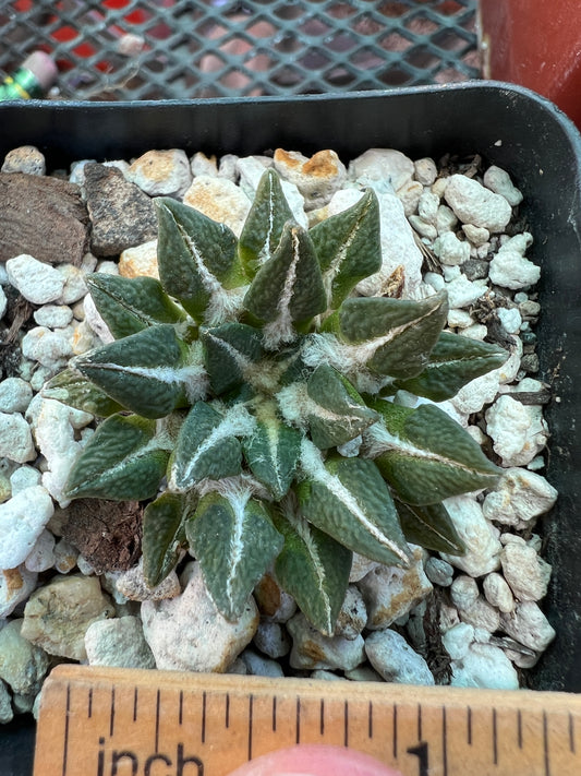 Ariocarpus kotschoubeyanus 67.5$ size #1