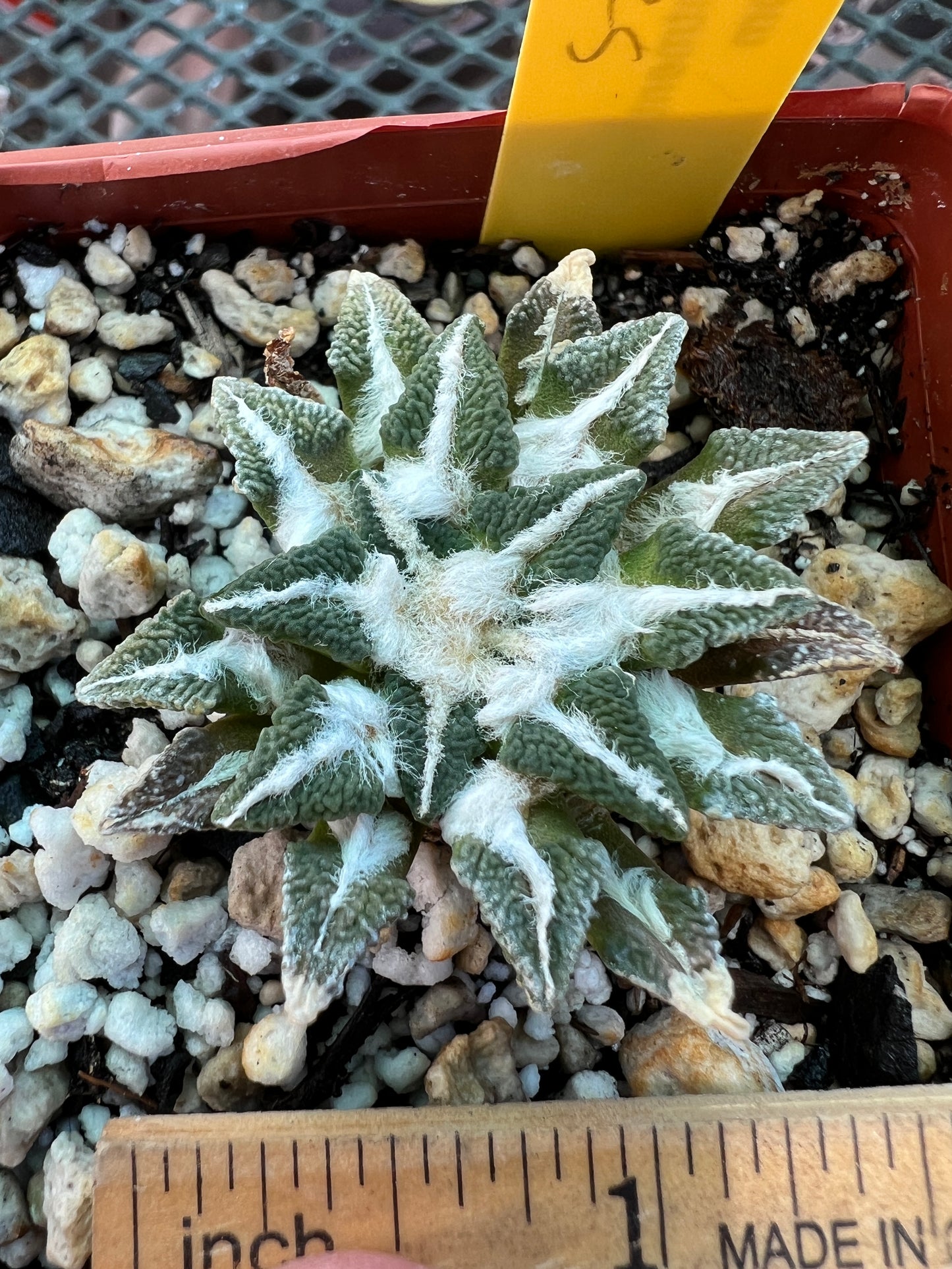 Ariocarpus kotschoubeyanus 67.5$ size #2