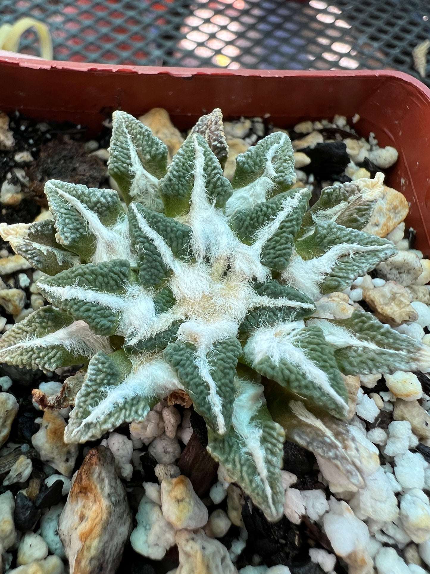 Ariocarpus kotschoubeyanus 67.5$ size #2