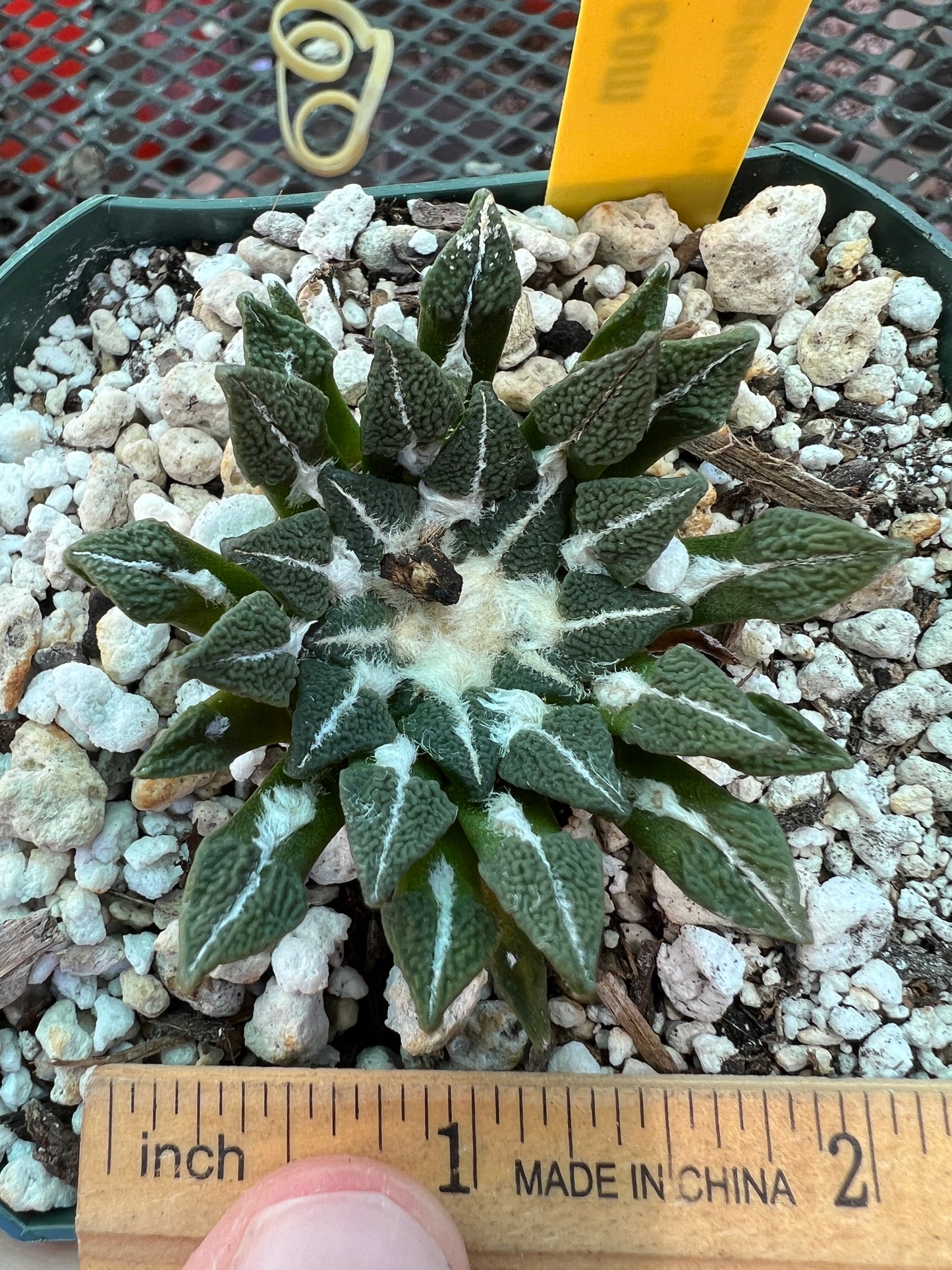 Ariocarpus kotschoubeyanus 175$ size #2