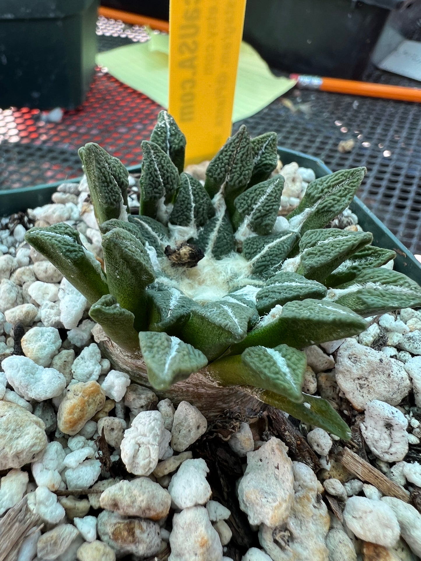 Ariocarpus kotschoubeyanus 175$ size #2