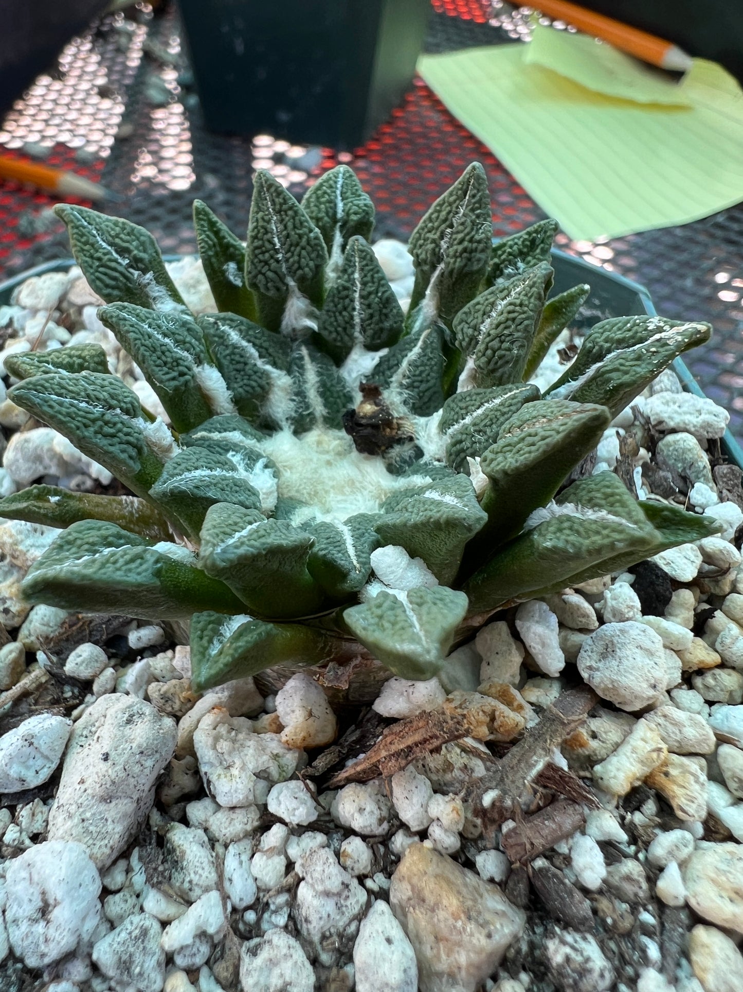 Ariocarpus kotschoubeyanus 175$ size #2