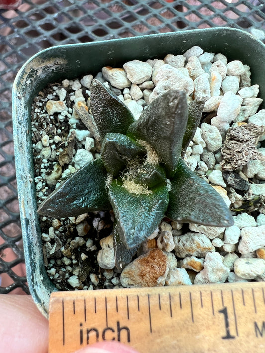 Ariocarpus scapharostris rare slow growing cactus #1