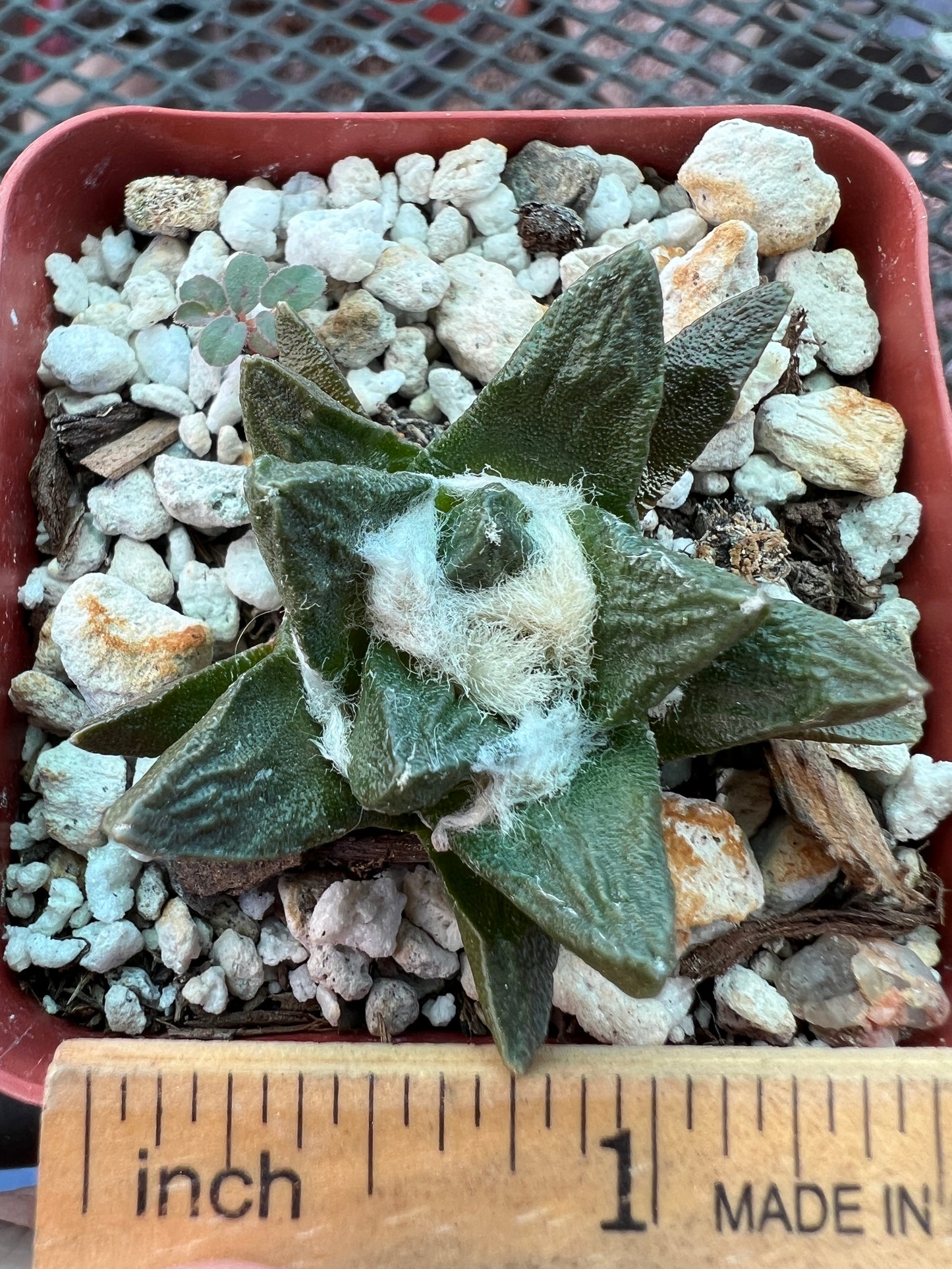 Ariocarpus scapharostris rare slow growing cactus #2