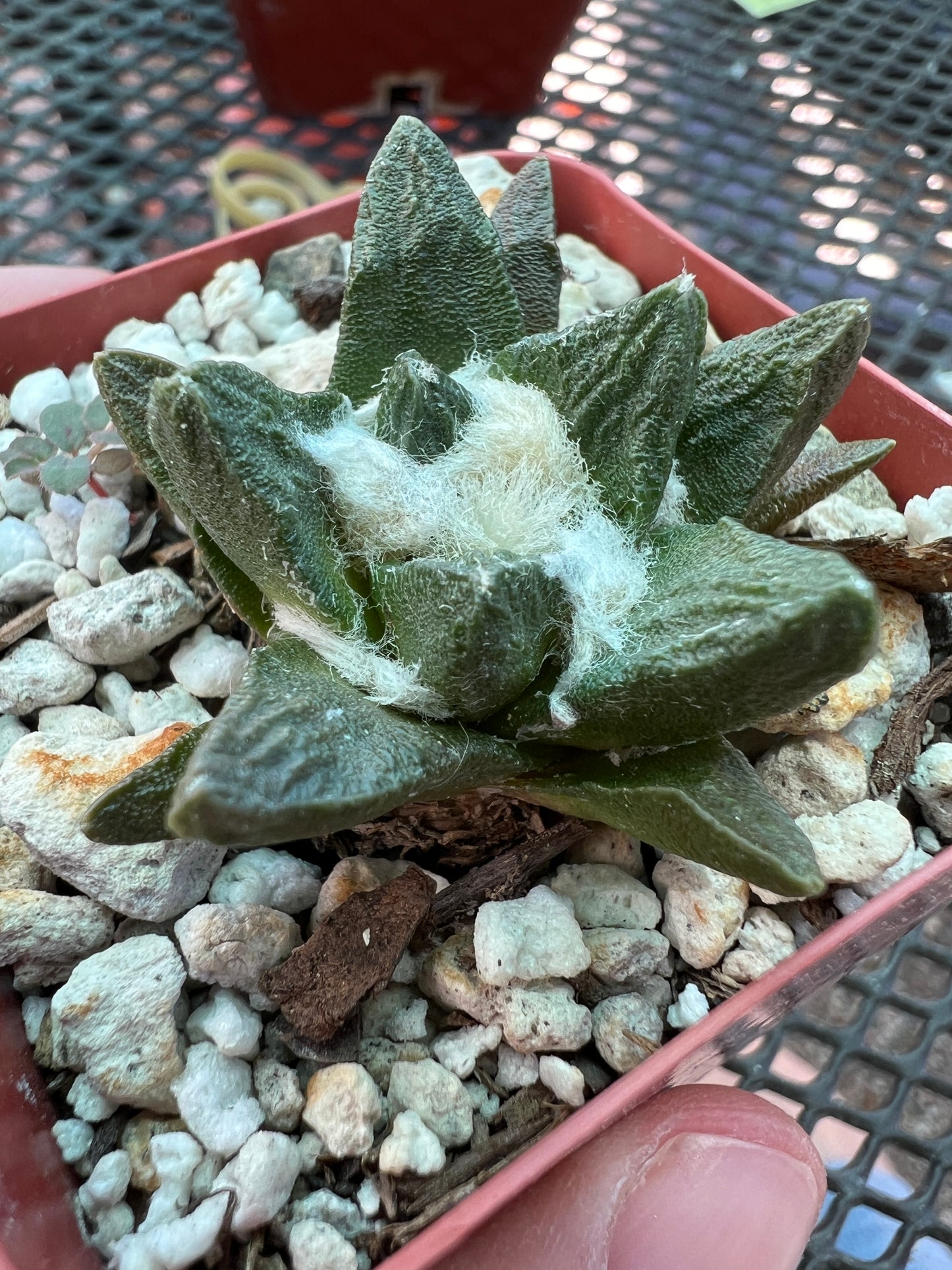 Ariocarpus scapharostris rare slow growing cactus #2