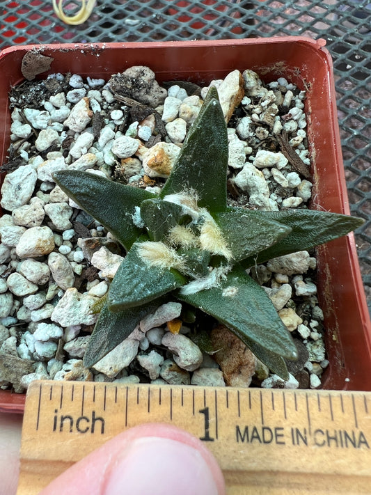 Ariocarpus scapharostris rare slow growing cactus #3