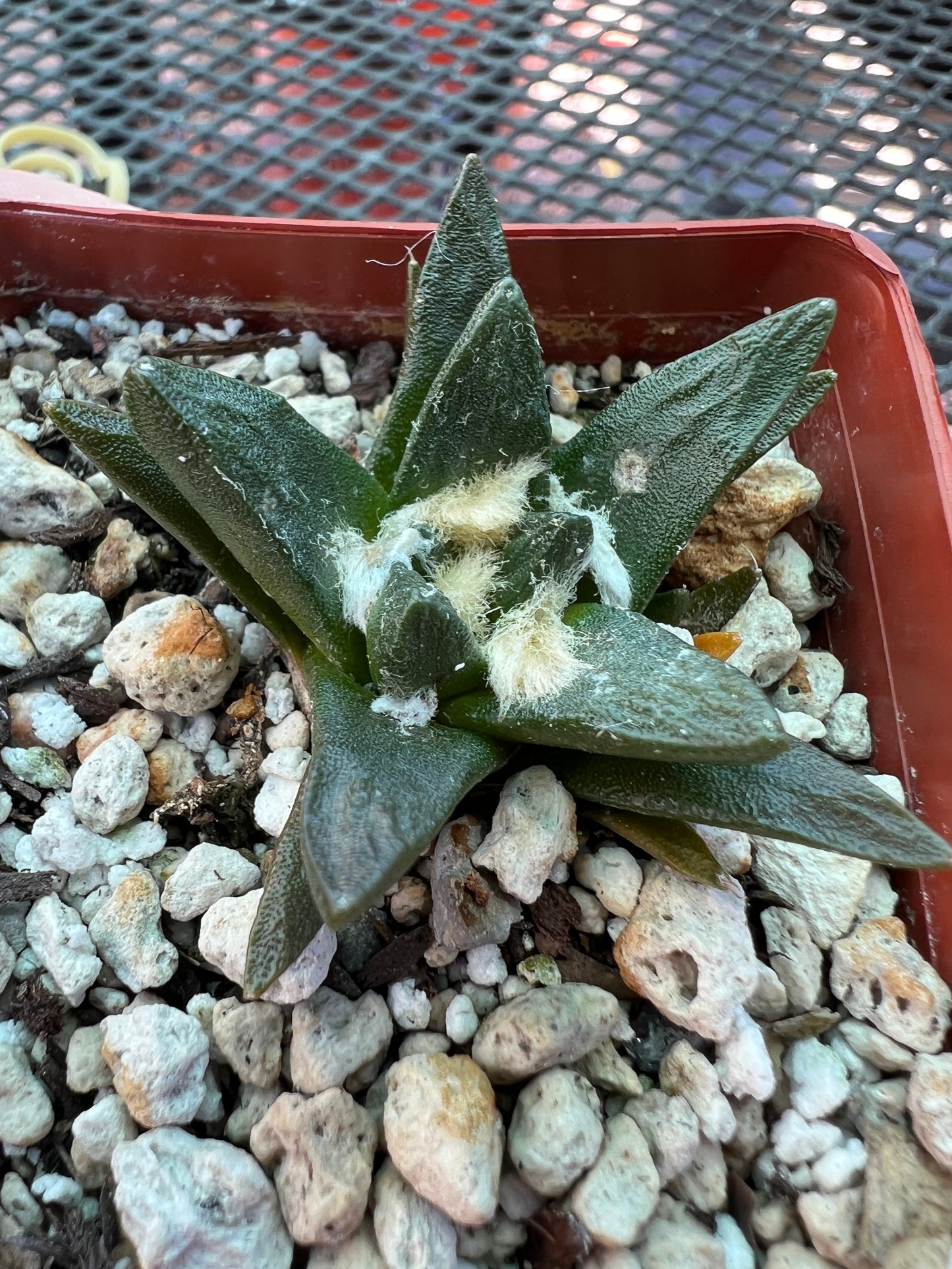 Ariocarpus scapharostris rare slow growing cactus #3