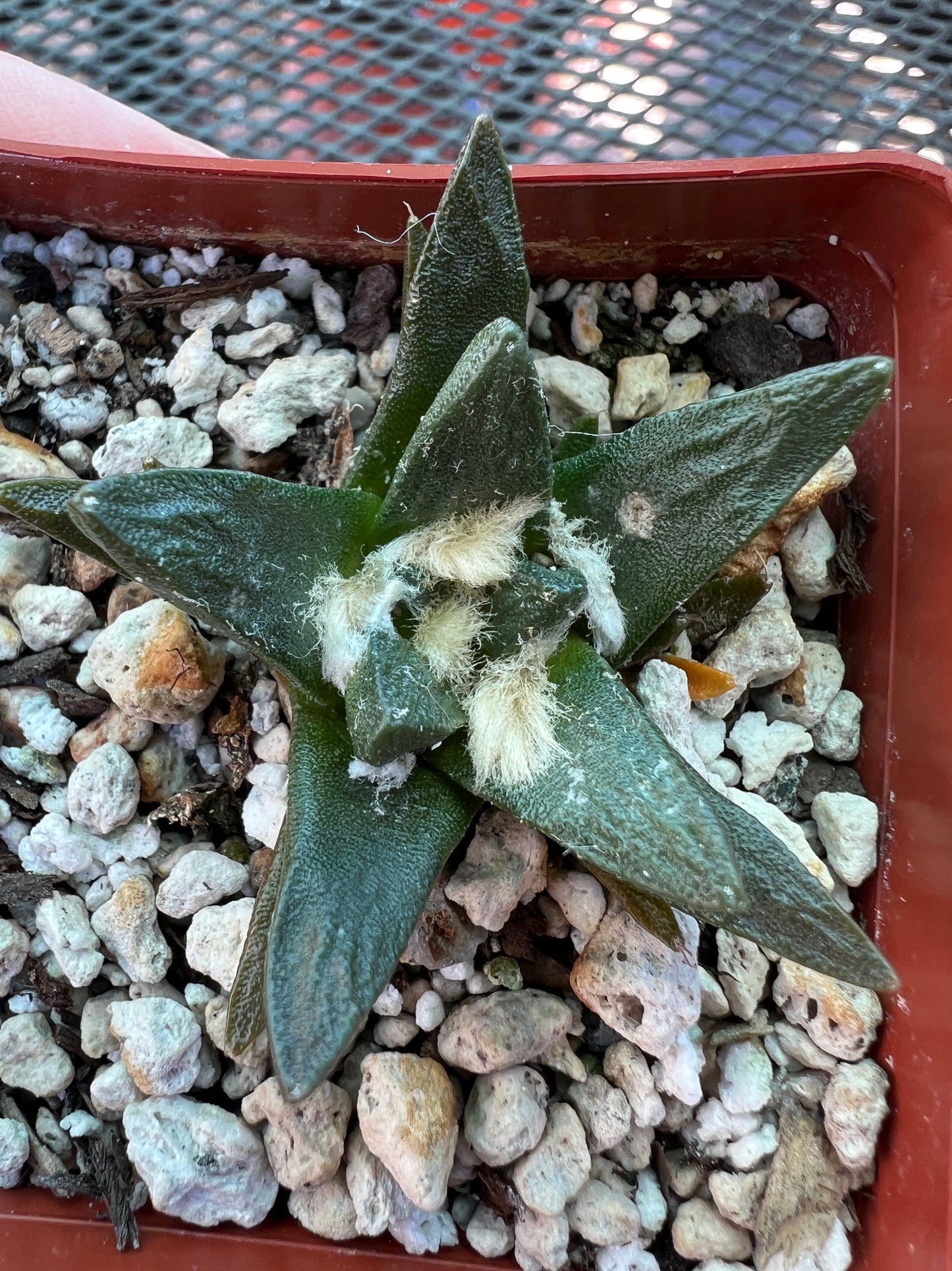 Ariocarpus scapharostris rare slow growing cactus #3