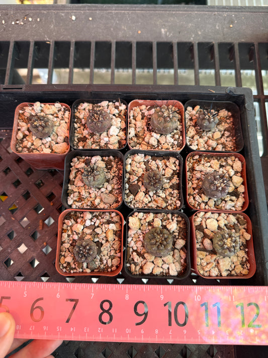 Copiapoa cinerea seedlings pack of 10 plants! Great deal