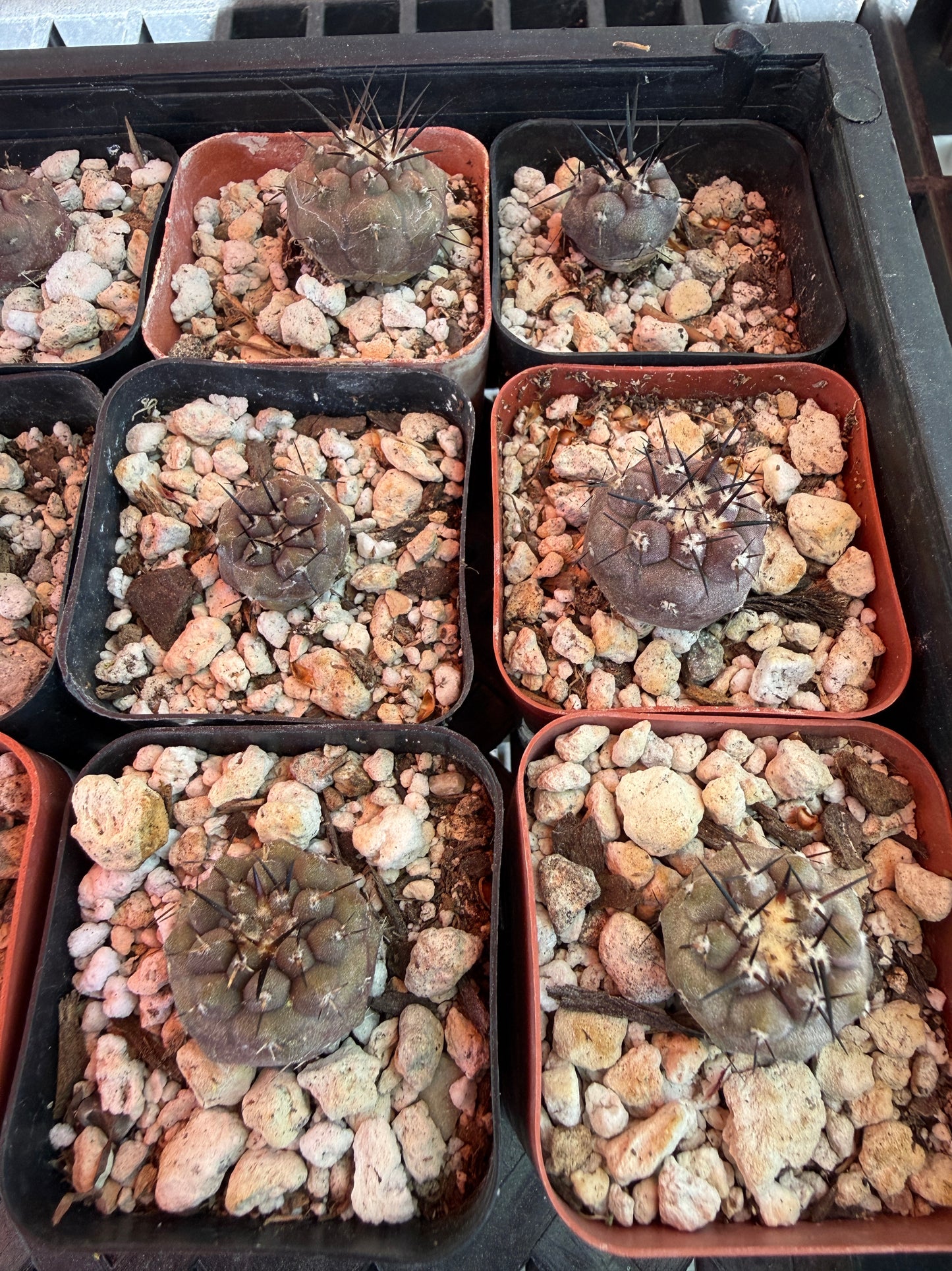 Copiapoa cinerea seedlings pack of 10 plants! Great deal