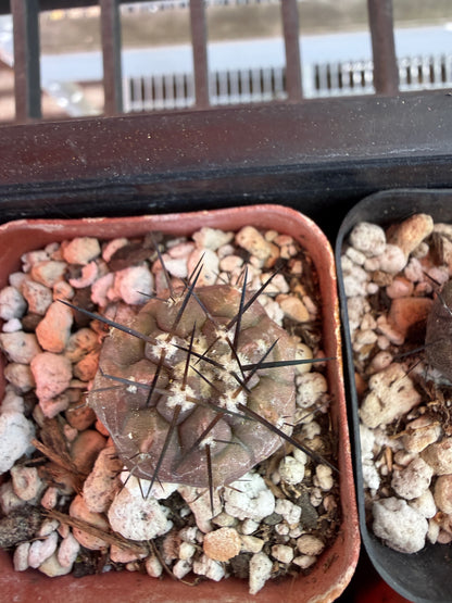 Copiapoa cinerea seedlings pack of 10 plants! Great deal