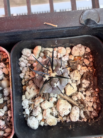 Copiapoa cinerea seedlings pack of 10 plants! Great deal